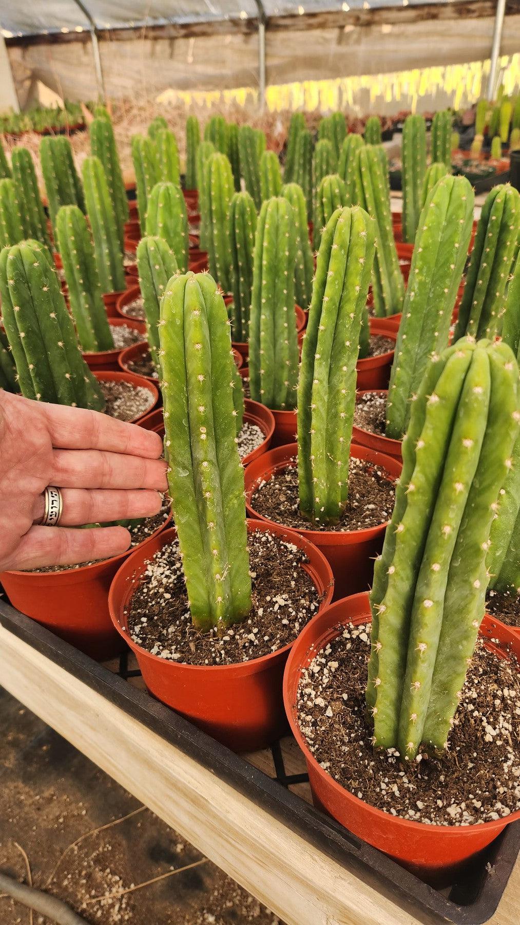 Trichocereus Pachanoi San Pedro PC Grafting Cactus Cuttings and Potted