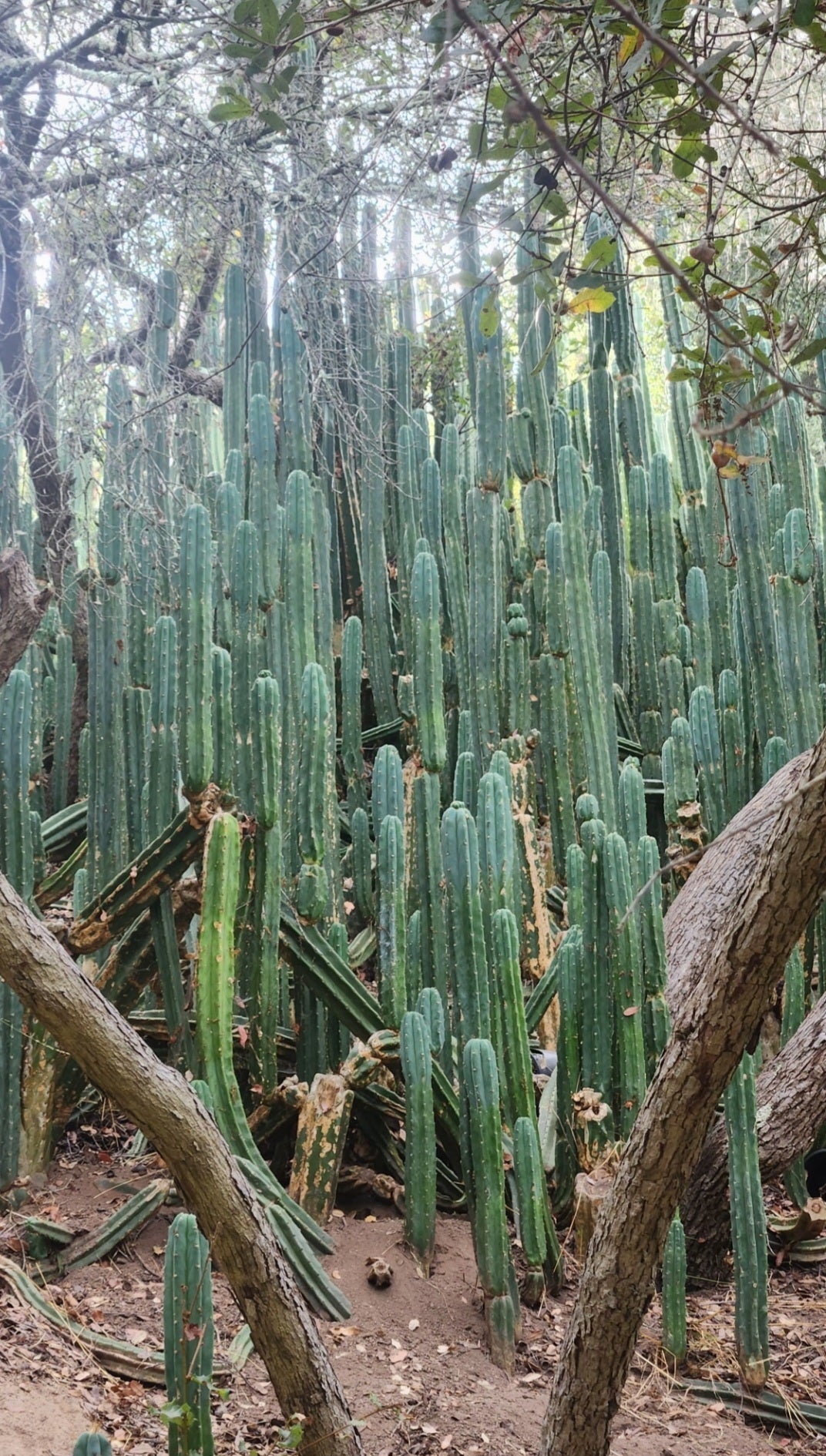 Trichocereus Pachanoi San Pedro PC Grafting Cactus Cuttings and Potted