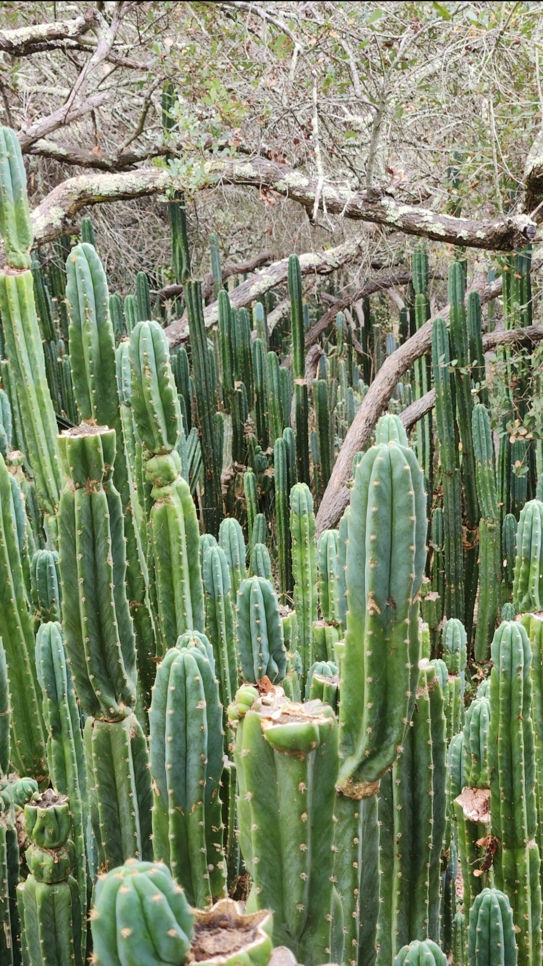 Trichocereus Pachanoi San Pedro PC Grafting Cactus Cuttings and Potted