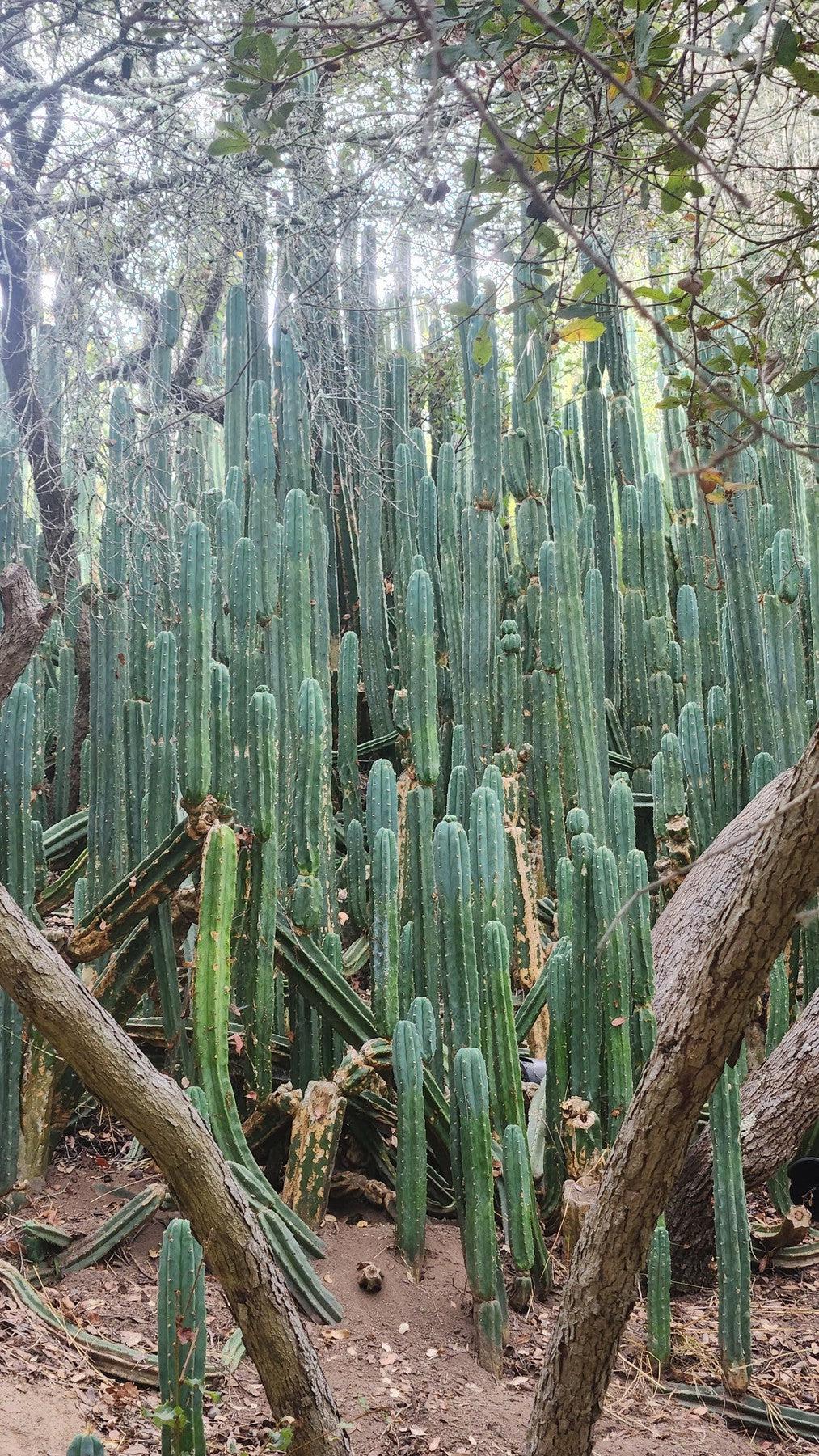 Trichocereus Pachanoi San Pedro PC Grafting Cactus Cuttings and Potted