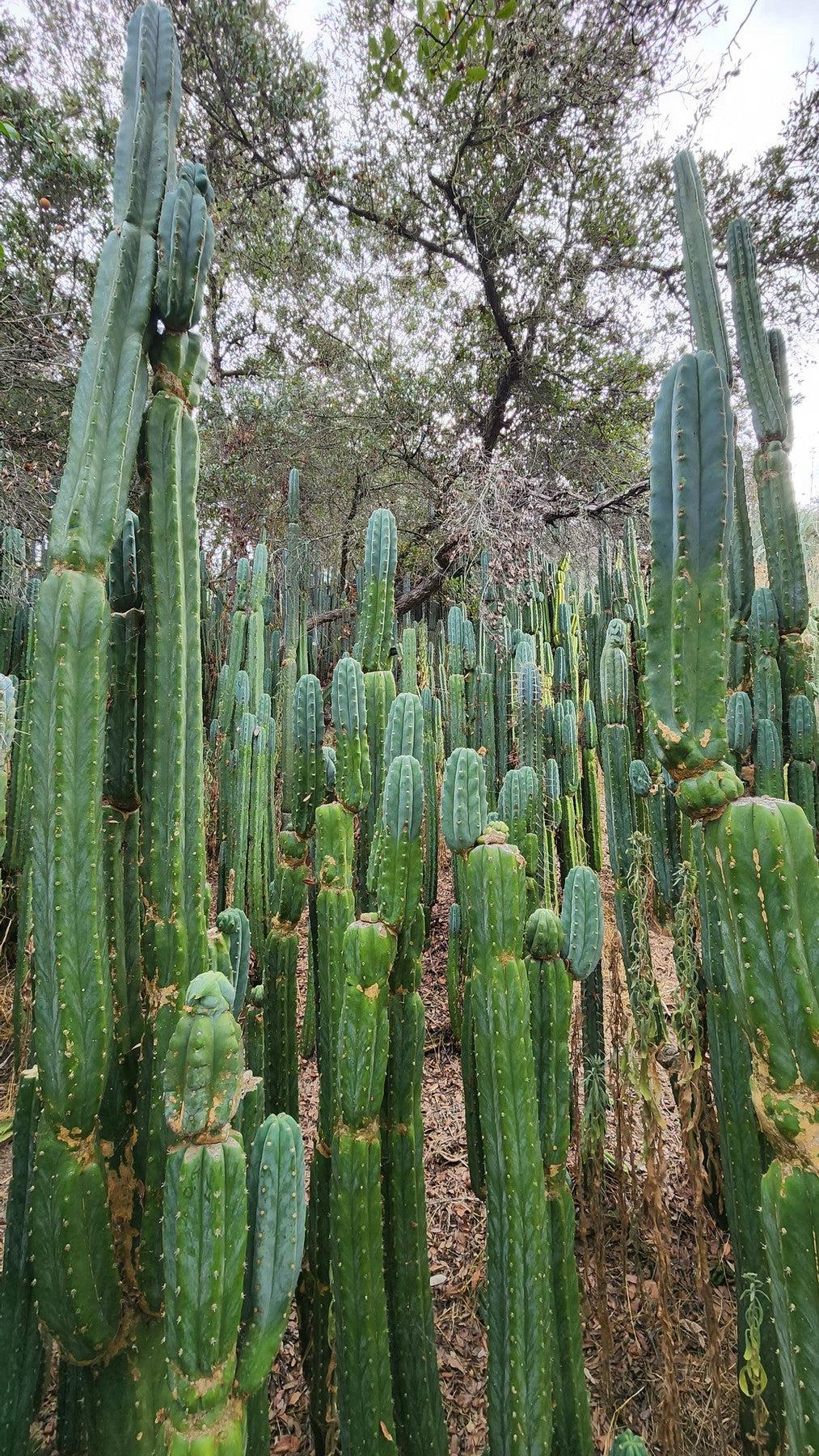 Trichocereus Pachanoi San Pedro PC Grafting Cactus Cuttings and Potted
