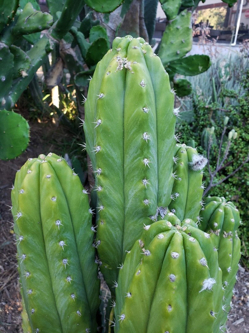 Trichocereus Pachanoi San Pedro PC Grafting Cactus Cuttings and Potted