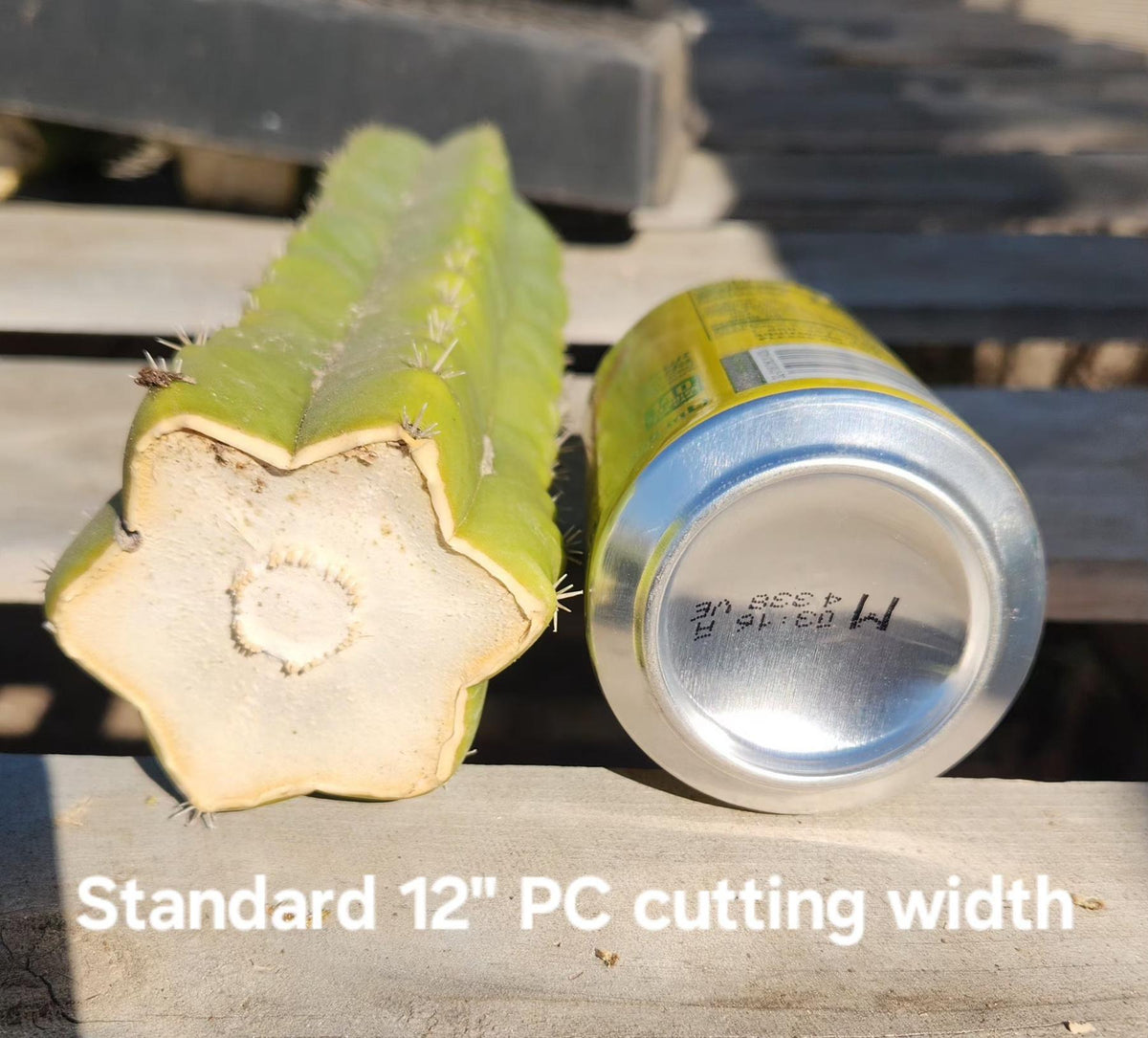 Trichocereus Pachanoi San Pedro PC Grafting Cactus Cuttings and Potted