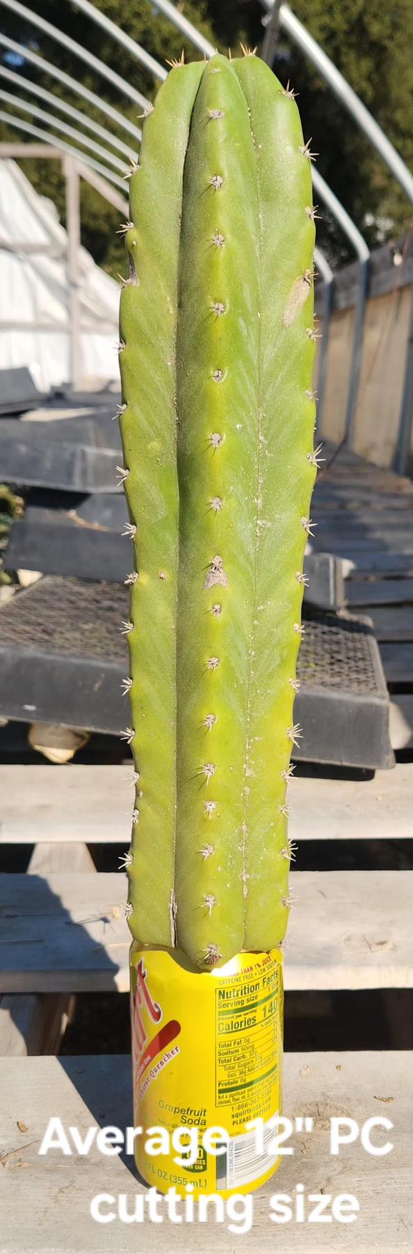Trichocereus Pachanoi San Pedro PC Grafting Cactus Cuttings and Potted