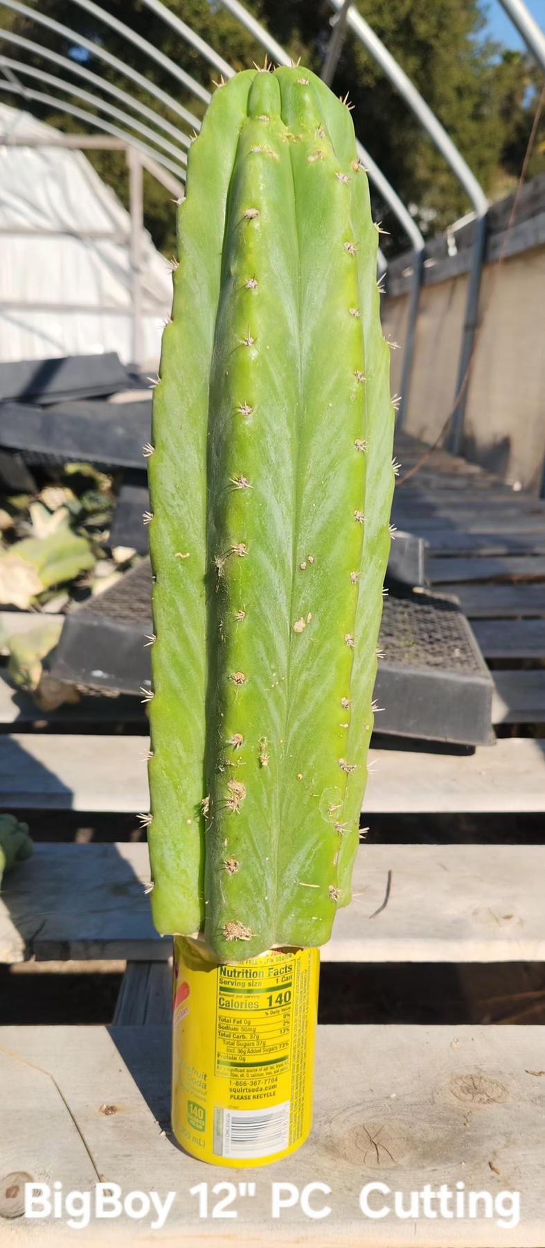 Trichocereus Pachanoi San Pedro PC Grafting Cactus Cuttings and Potted