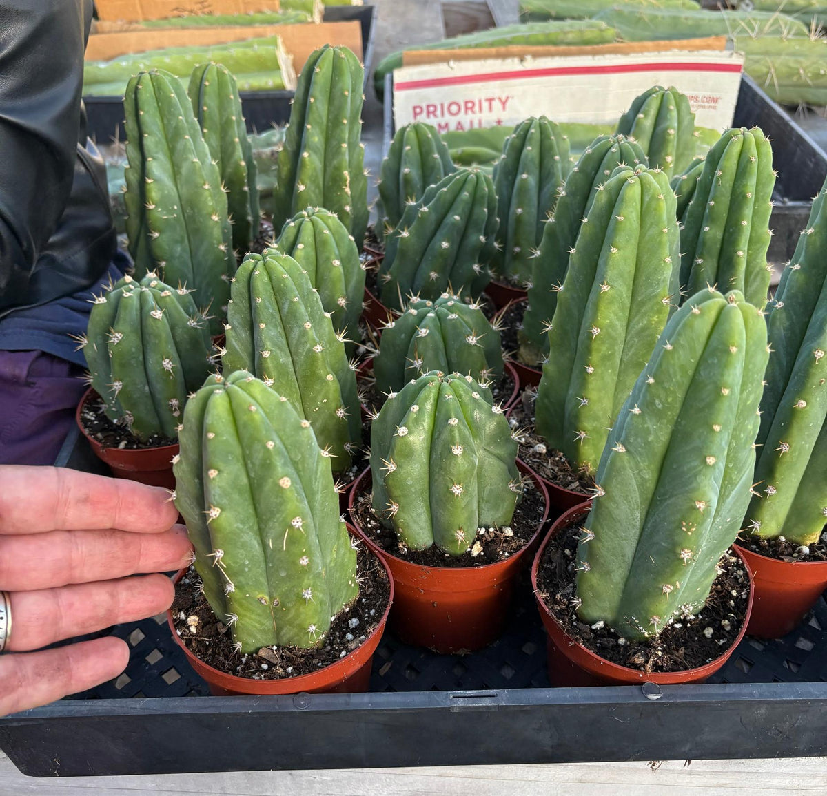 Trichocereus Pachanoi San Pedro PC Grafting Cactus Cuttings and Potted