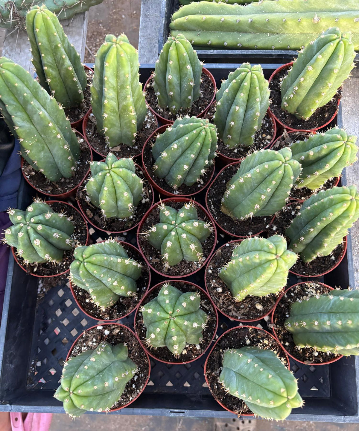 Trichocereus Pachanoi San Pedro PC Grafting Cactus Cuttings and Potted