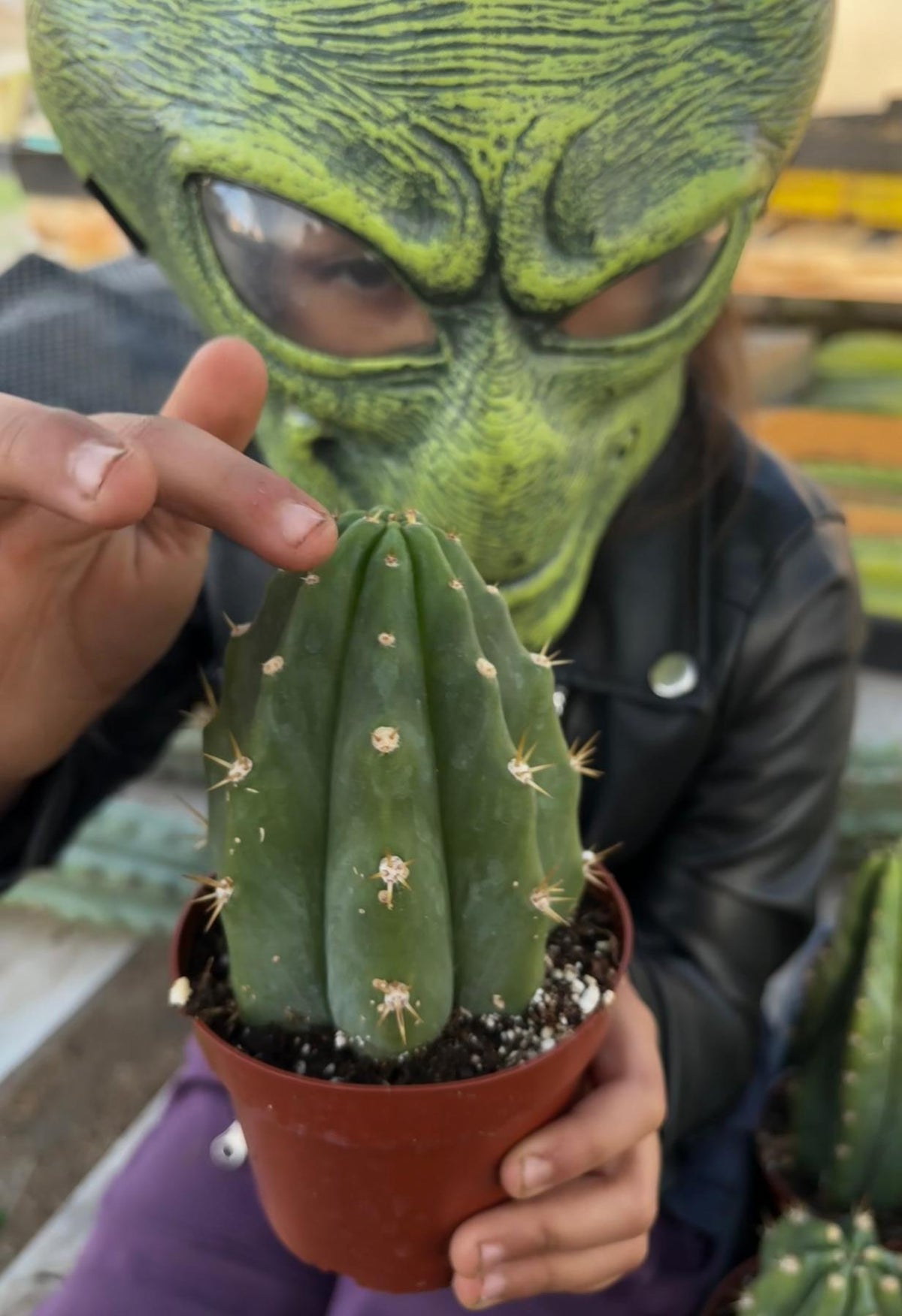Trichocereus Pachanoi San Pedro PC Grafting Cactus Cuttings and Potted