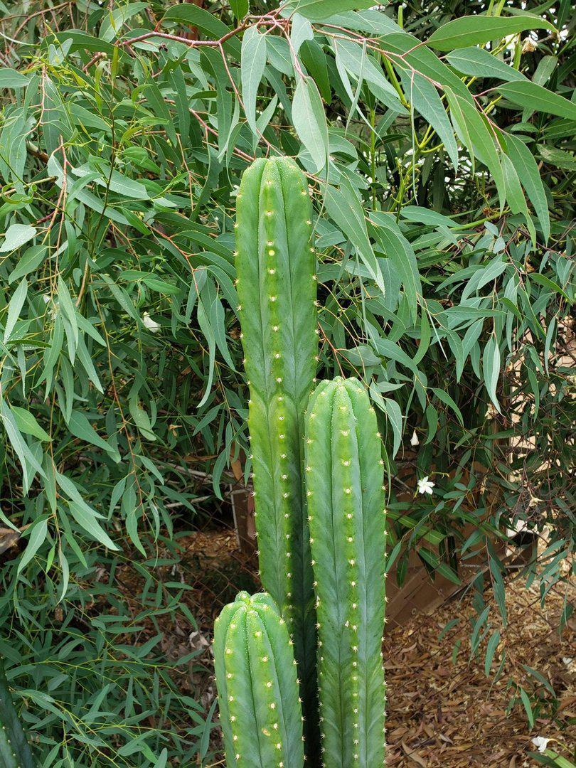 Trichocereus Pachanoi San Pedro PC Grafting Cactus Cuttings and Potted
