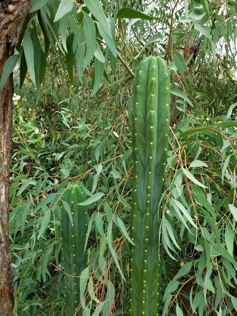 Trichocereus Pachanoi San Pedro PC Grafting Cactus Cuttings and Potted