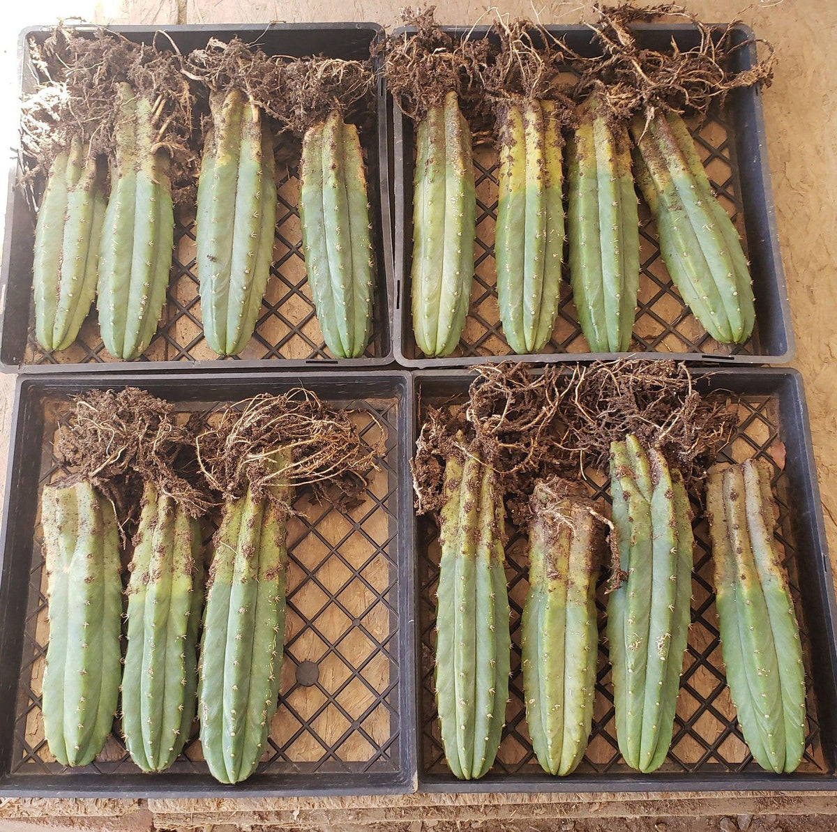 Trichocereus Pachanoi San Pedro PC Grafting Cactus Cuttings and Potted