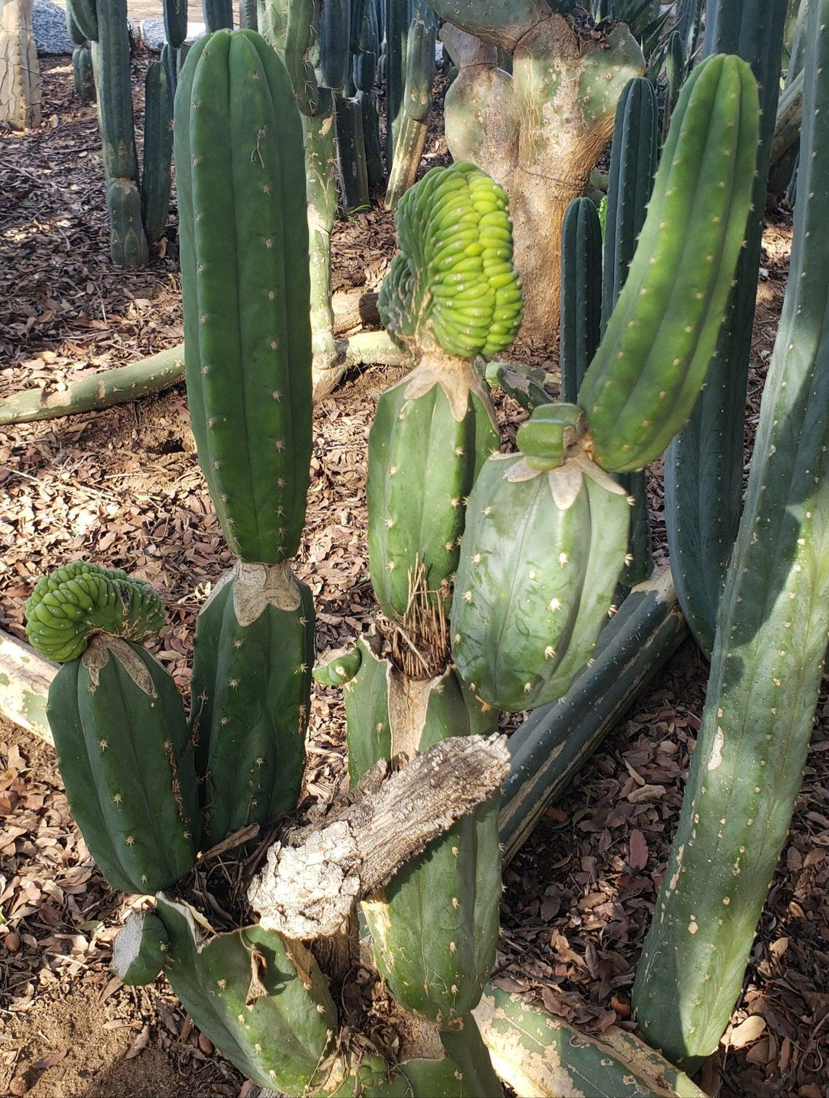 Trichocereus Pachanoi San Pedro PC Grafting Cactus Cuttings and Potted