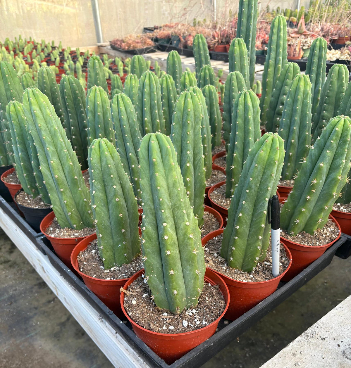 Trichocereus Pachanoi San Pedro PC Grafting Cactus Cuttings and Potted