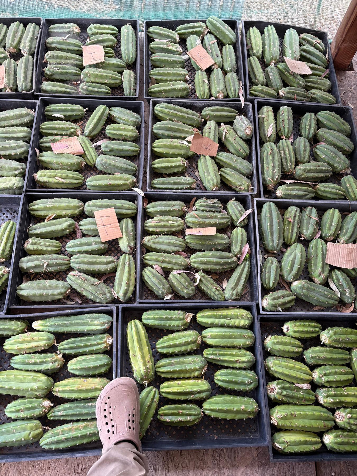 Trichocereus Pachanoi San Pedro PC Grafting Cactus Cuttings and Potted