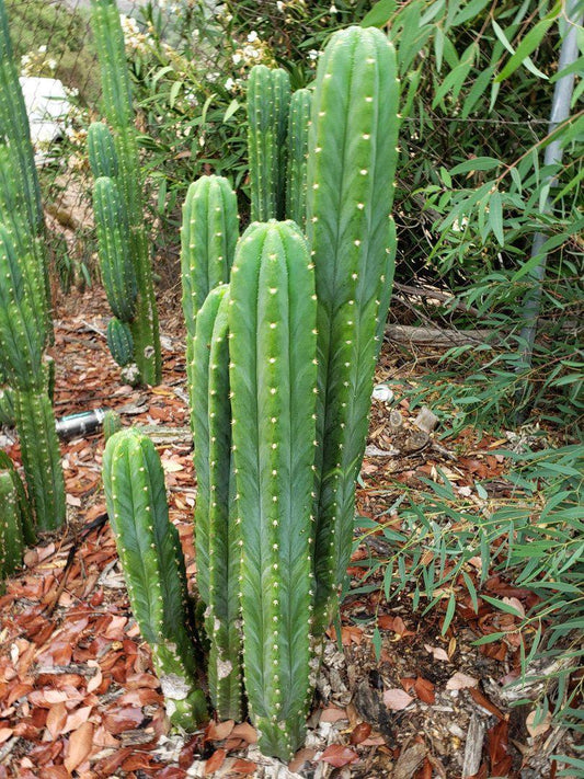 Trichocereus Pachanoi San Pedro PC Grafting Cactus Cuttings and Potted