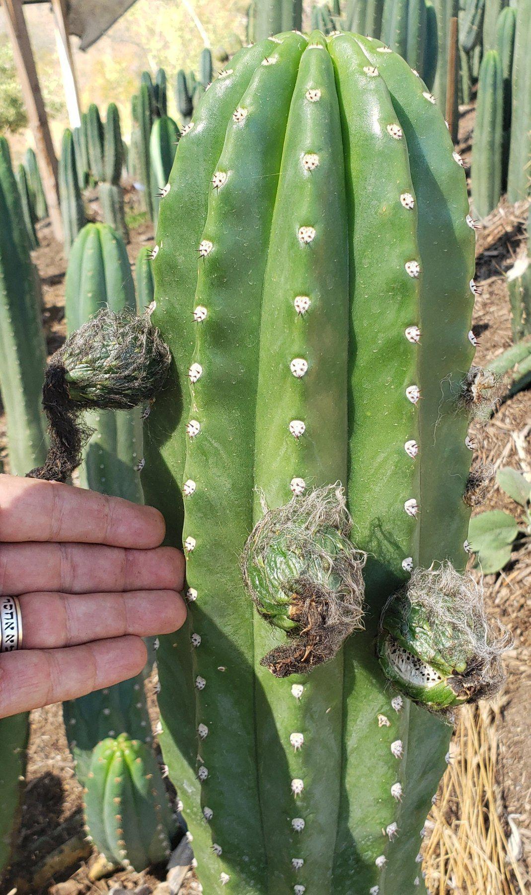 Trichocereus San Pedro Cactus Seeds Pachanoi, Peruvianus, Bridgesii, Scopulicola, Hybrid seed For Sale