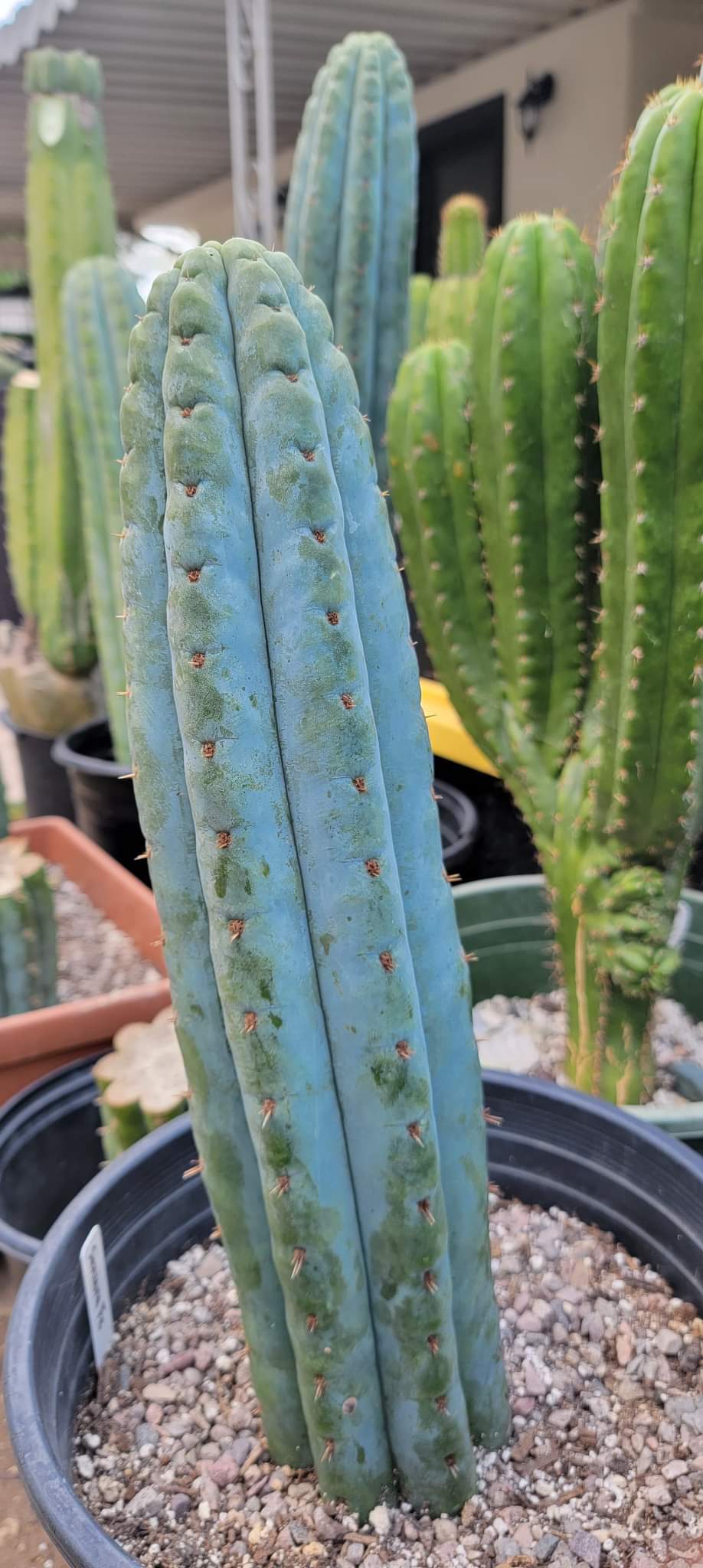 Trichocereus San Pedro Cactus Seeds Pachanoi, Peruvianus, Bridgesii, Scopulicola, Hybrid seed For Sale