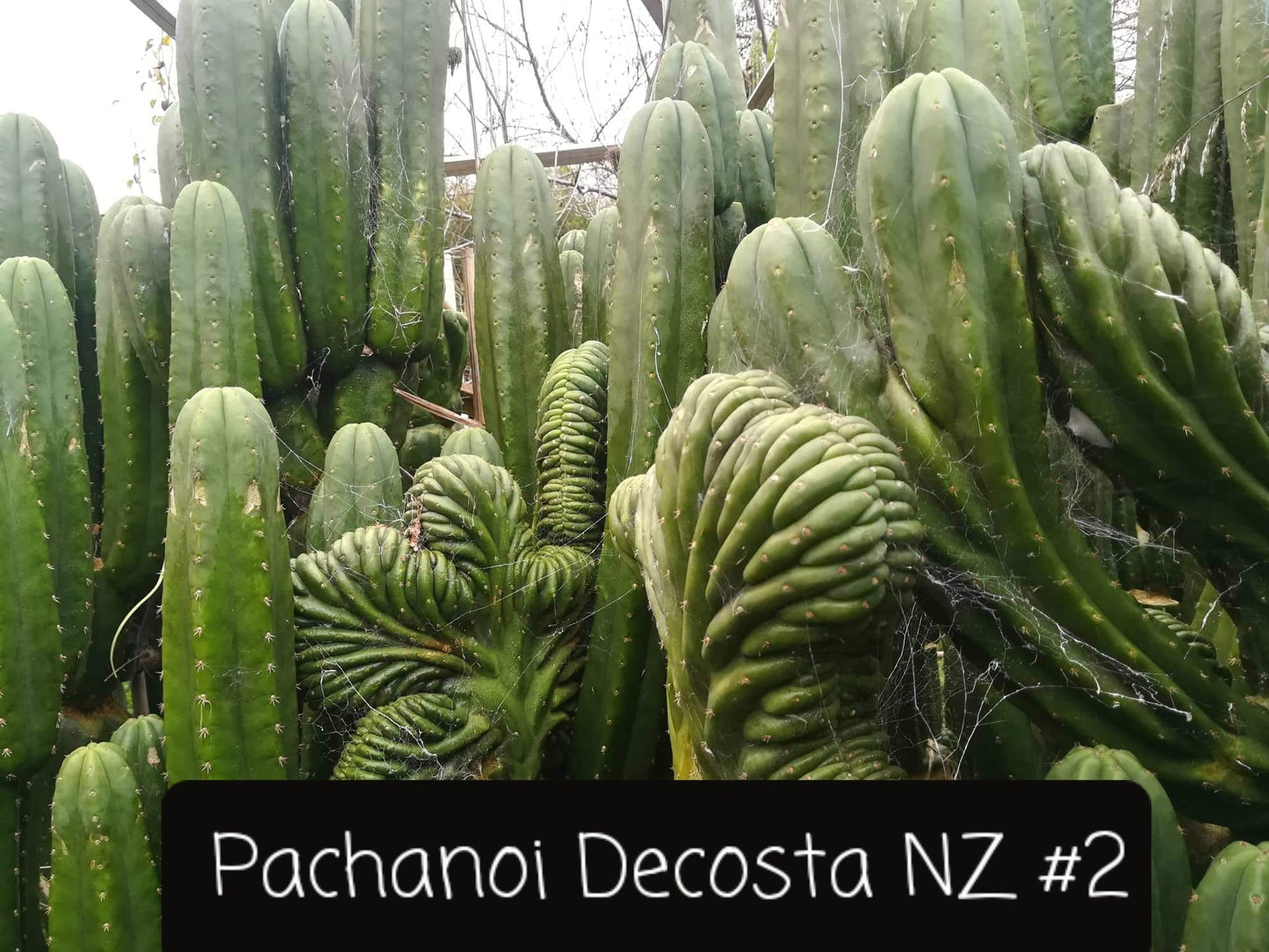 Trichocereus San Pedro Cactus Seeds Pachanoi, Peruvianus, Bridgesii, Scopulicola, Hybrid seed For Sale
