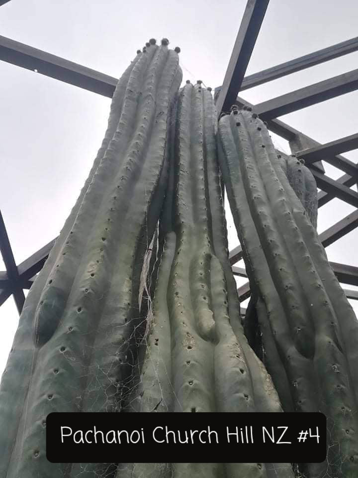 Trichocereus San Pedro Cactus Seeds Pachanoi, Peruvianus, Bridgesii, Scopulicola, Hybrid seed For Sale