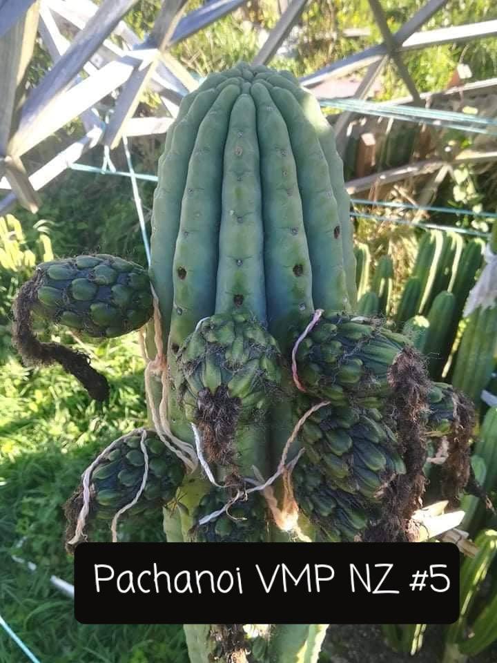 Trichocereus San Pedro Cactus Seeds Pachanoi, Peruvianus, Bridgesii, Scopulicola, Hybrid seed For Sale