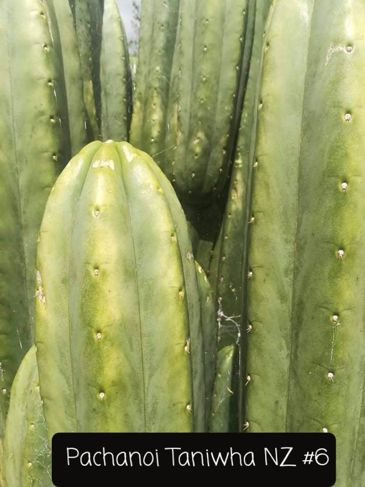 Trichocereus San Pedro Cactus Seeds Pachanoi, Peruvianus, Bridgesii, Scopulicola, Hybrid seed For Sale