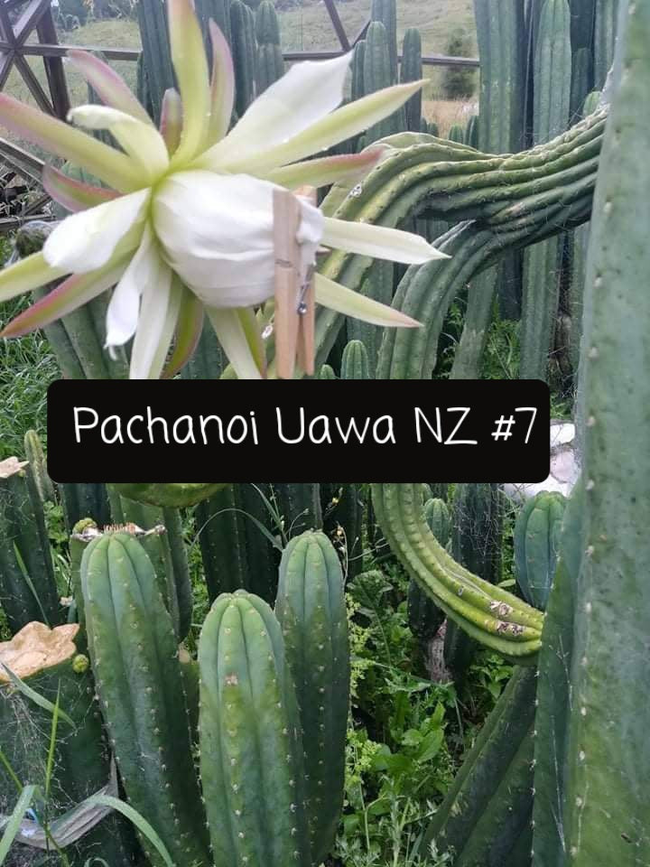 Trichocereus San Pedro Cactus Seeds Pachanoi, Peruvianus, Bridgesii, Scopulicola, Hybrid seed For Sale