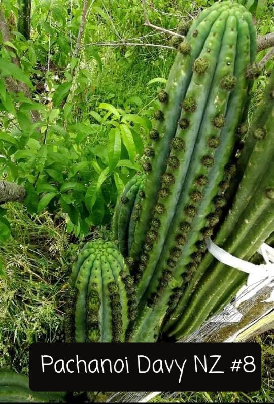 Trichocereus San Pedro Cactus Seeds Pachanoi, Peruvianus, Bridgesii, Scopulicola, Hybrid seed For Sale