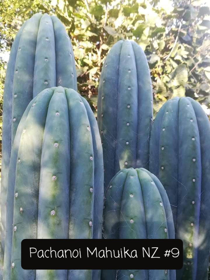 Trichocereus San Pedro Cactus Seeds Pachanoi, Peruvianus, Bridgesii, Scopulicola, Hybrid seed For Sale