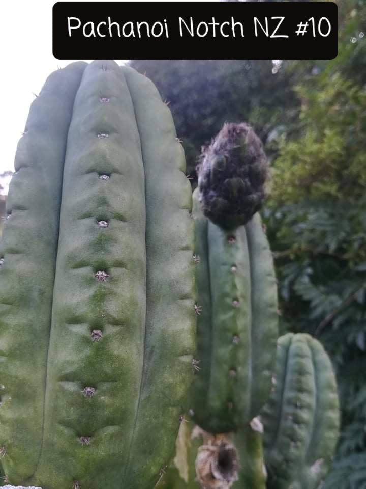 Trichocereus San Pedro Cactus Seeds Pachanoi, Peruvianus, Bridgesii, Scopulicola, Hybrid seed For Sale