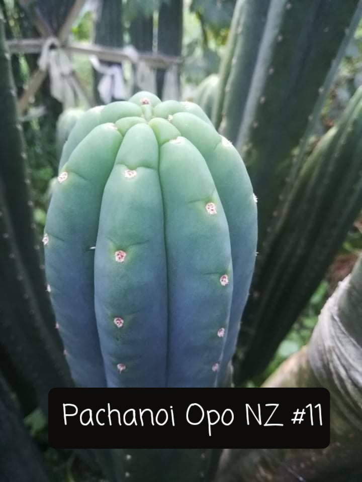 Trichocereus San Pedro Cactus Seeds Pachanoi, Peruvianus, Bridgesii, Scopulicola, Hybrid seed For Sale