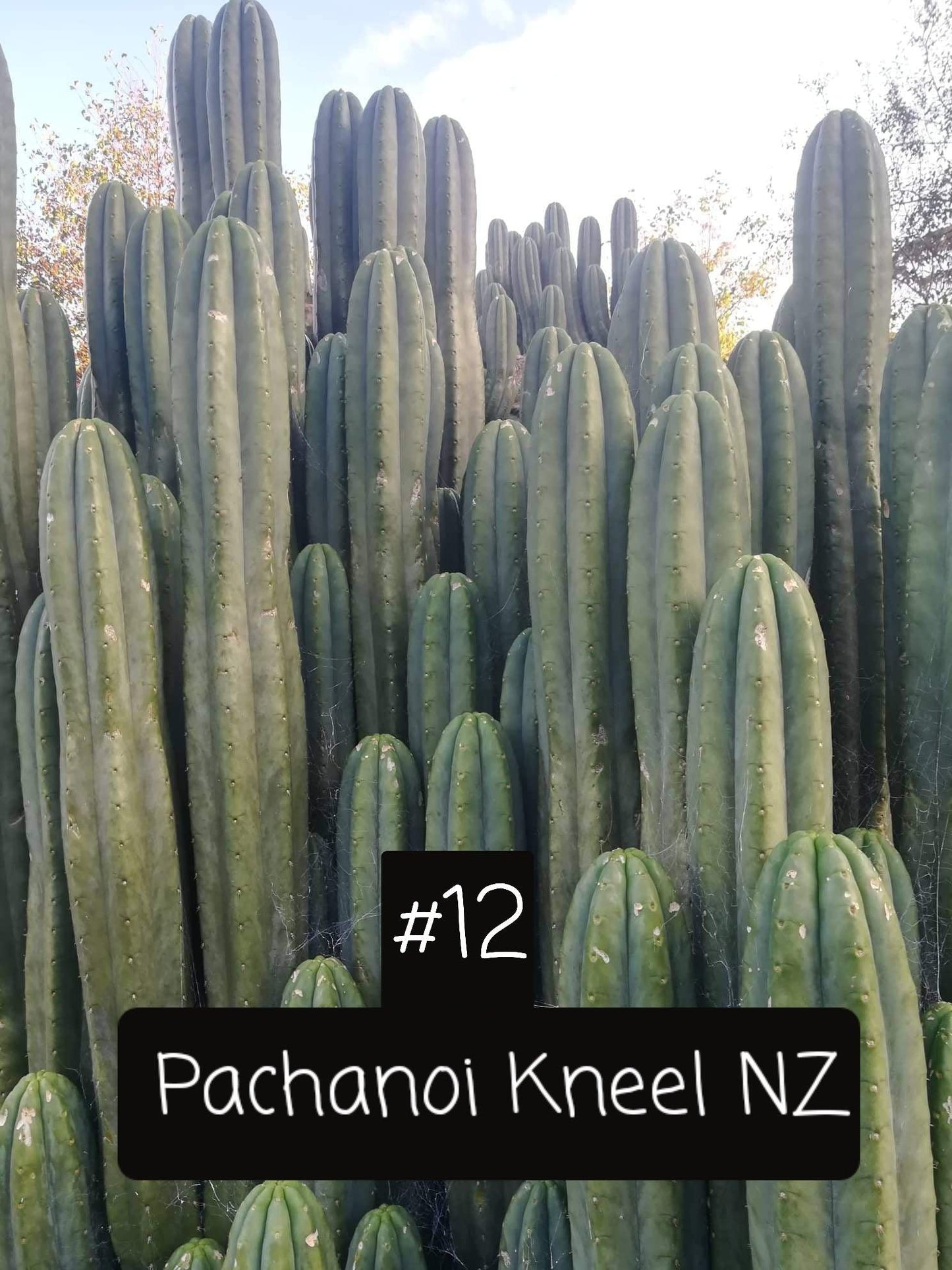 Trichocereus San Pedro Cactus Seeds Pachanoi, Peruvianus, Bridgesii, Scopulicola, Hybrid seed For Sale