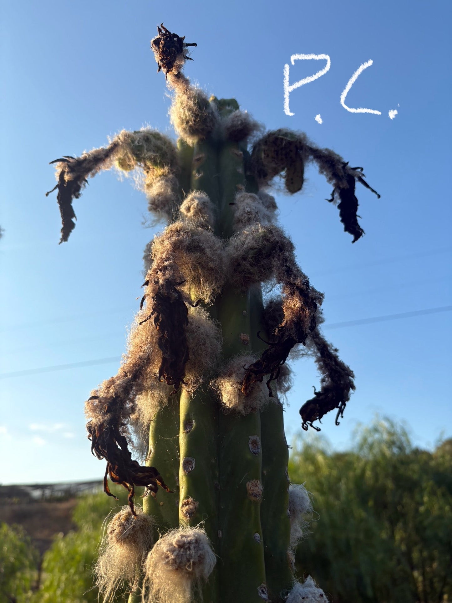 Trichocereus San Pedro Cactus Seeds Pachanoi, Peruvianus, Bridgesii, Scopulicola, Hybrid seed For Sale