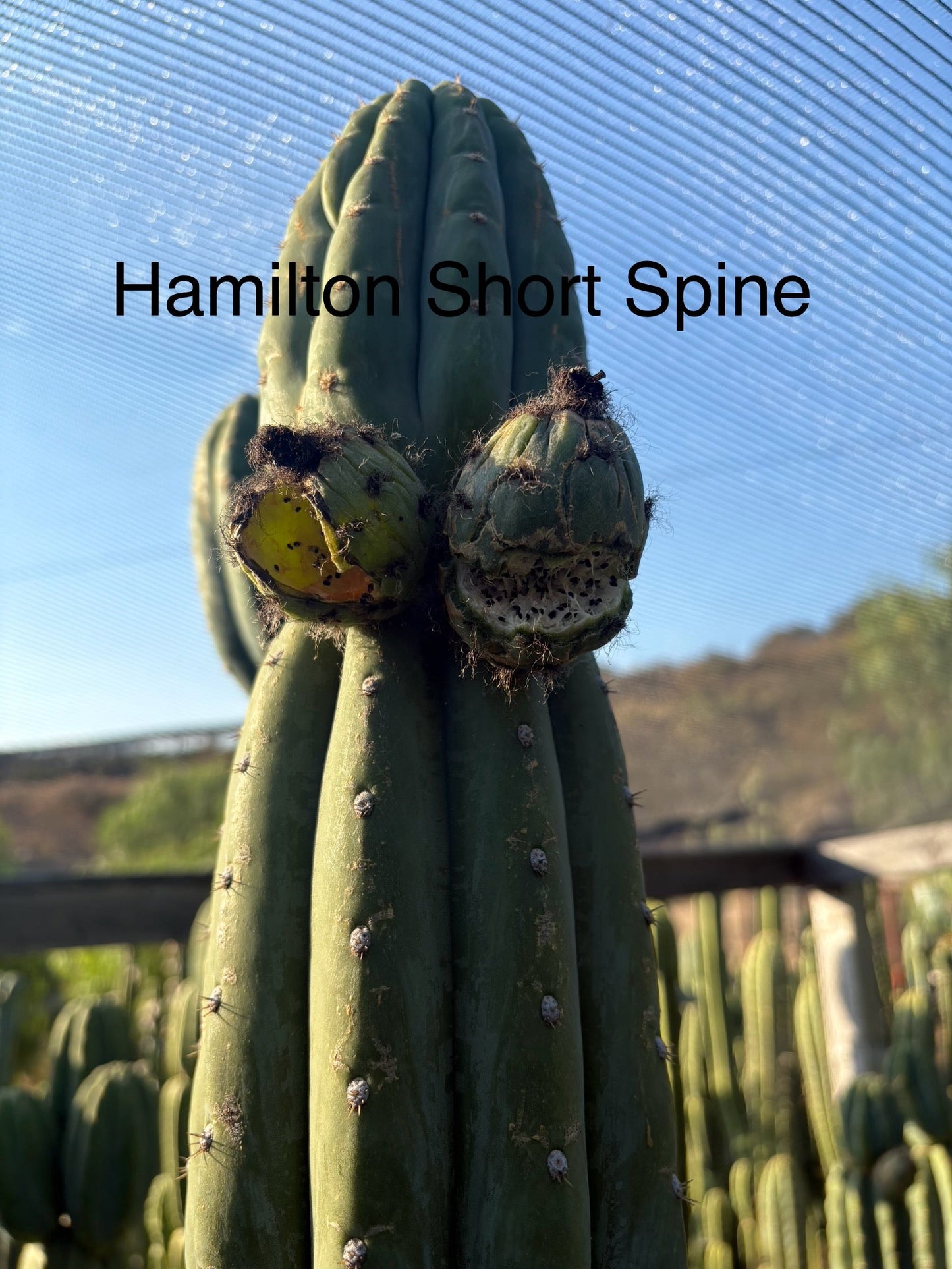 Trichocereus San Pedro Cactus Seeds Pachanoi, Peruvianus, Bridgesii, Scopulicola, Hybrid seed For Sale