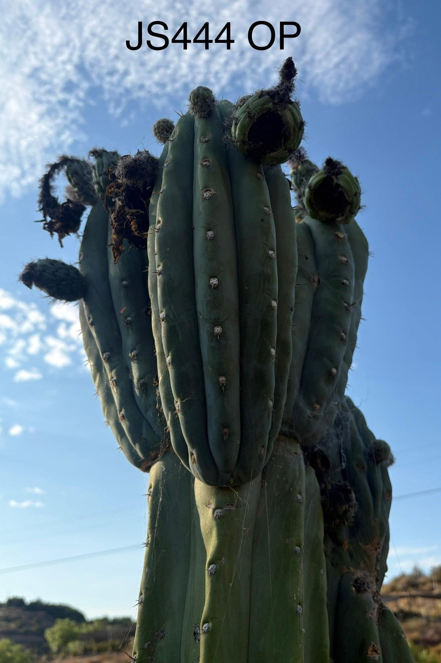 Trichocereus San Pedro Cactus Seeds Pachanoi, Peruvianus, Bridgesii, Scopulicola, Hybrid seed For Sale