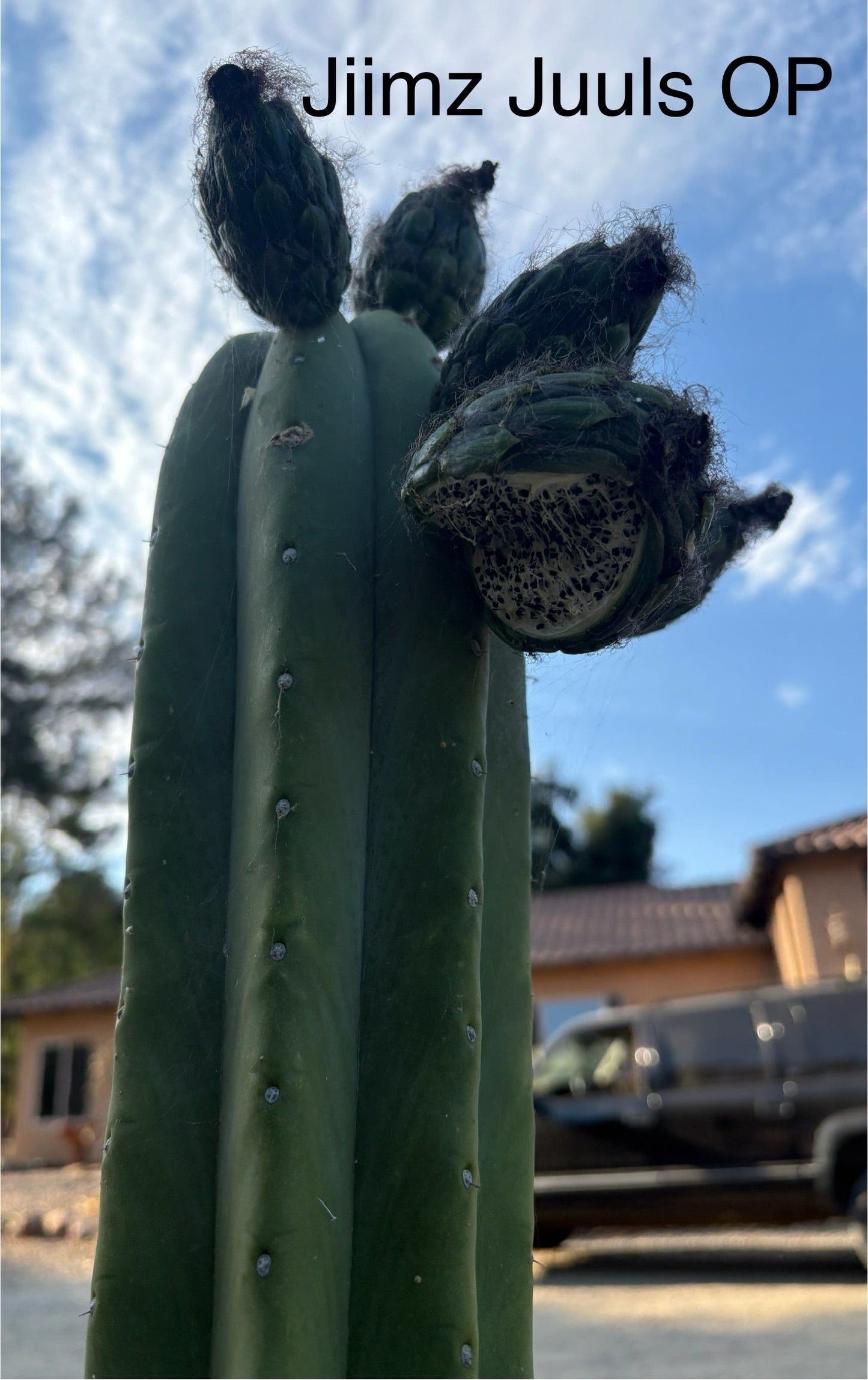 Trichocereus San Pedro Cactus Seeds Pachanoi, Peruvianus, Bridgesii, Scopulicola, Hybrid seed For Sale