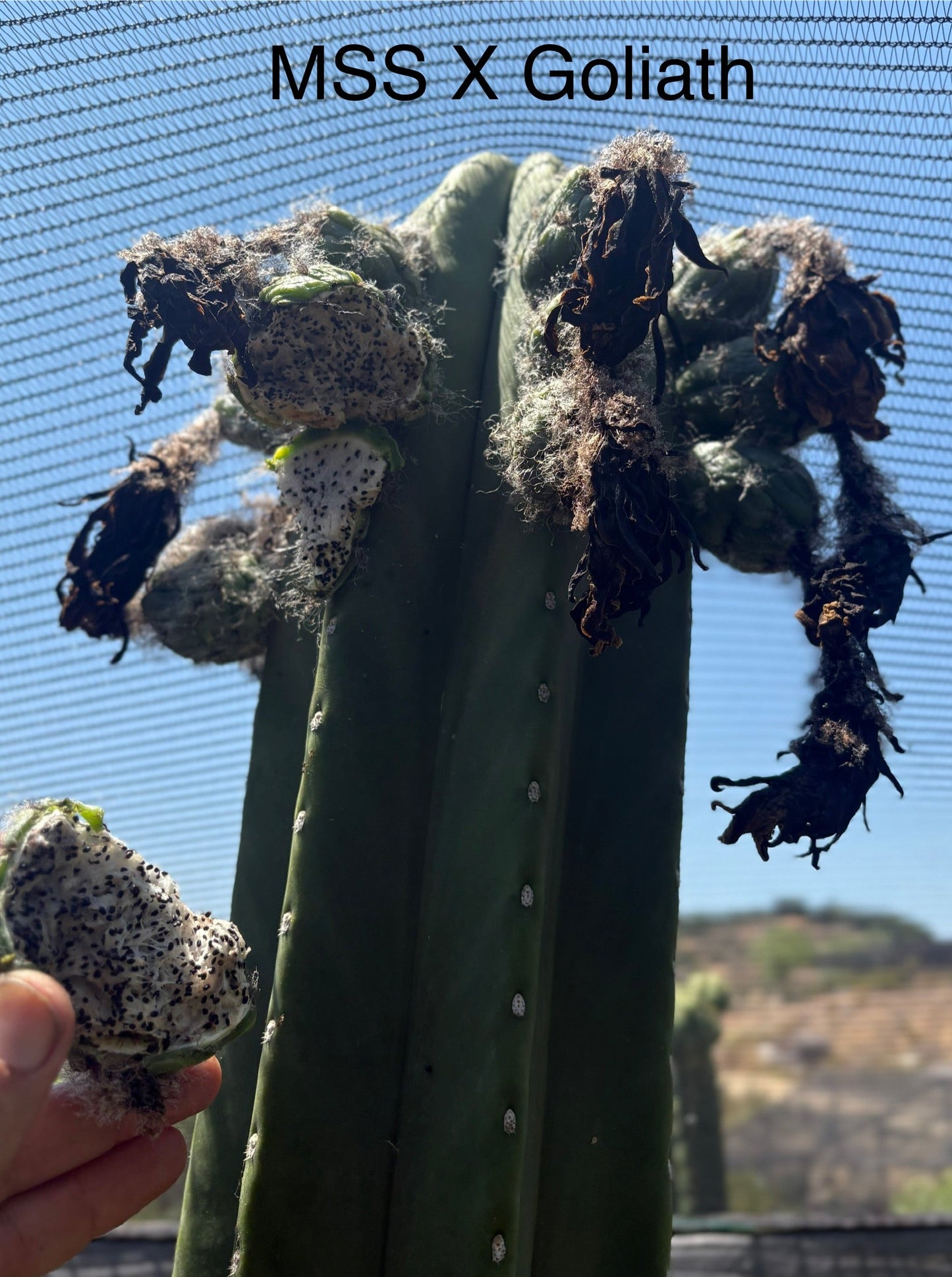 Trichocereus San Pedro Cactus Seeds Pachanoi, Peruvianus, Bridgesii, Scopulicola, Hybrid seed For Sale
