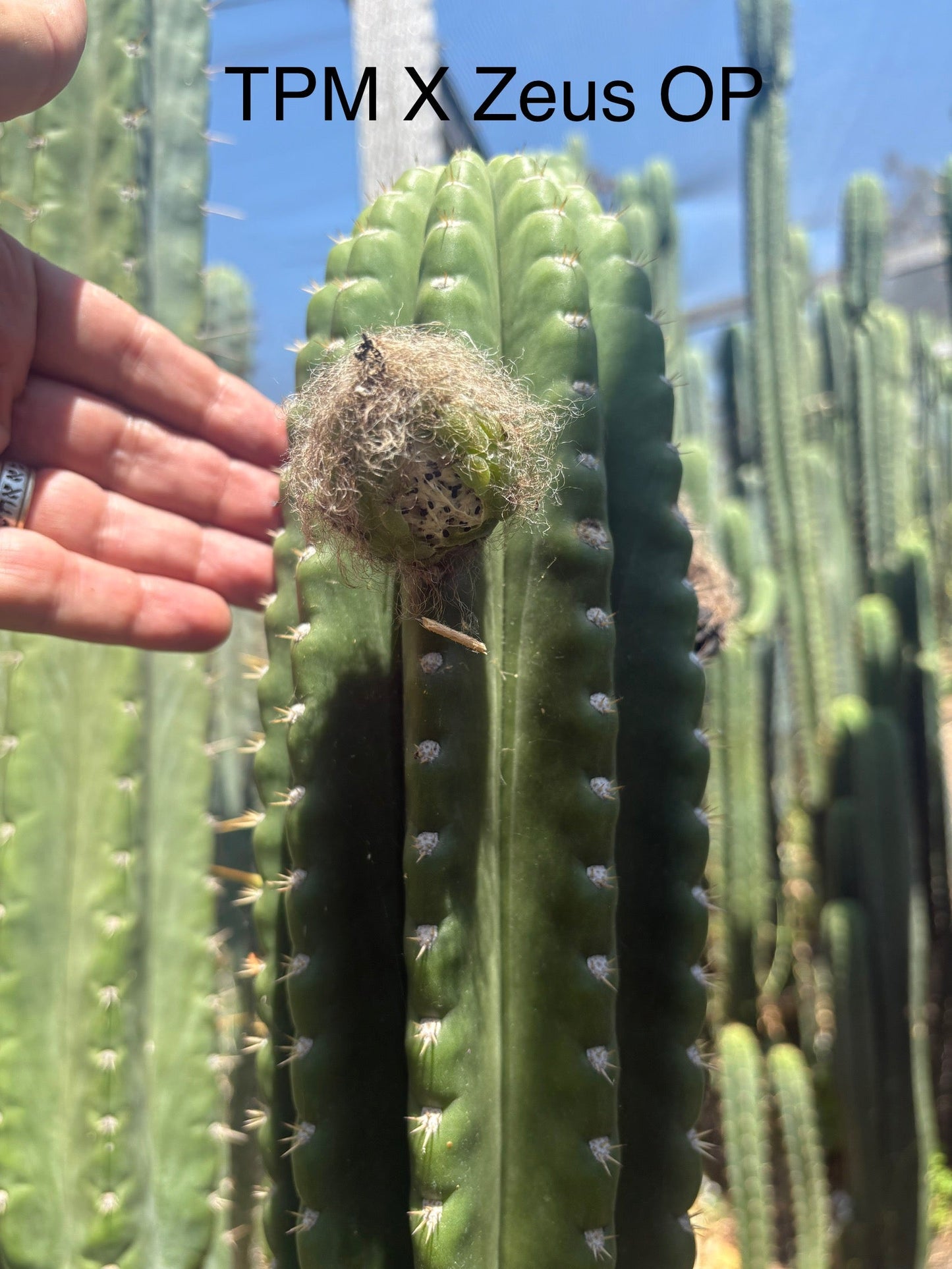 Trichocereus San Pedro Cactus Seeds Pachanoi, Peruvianus, Bridgesii, Scopulicola, Hybrid seed For Sale