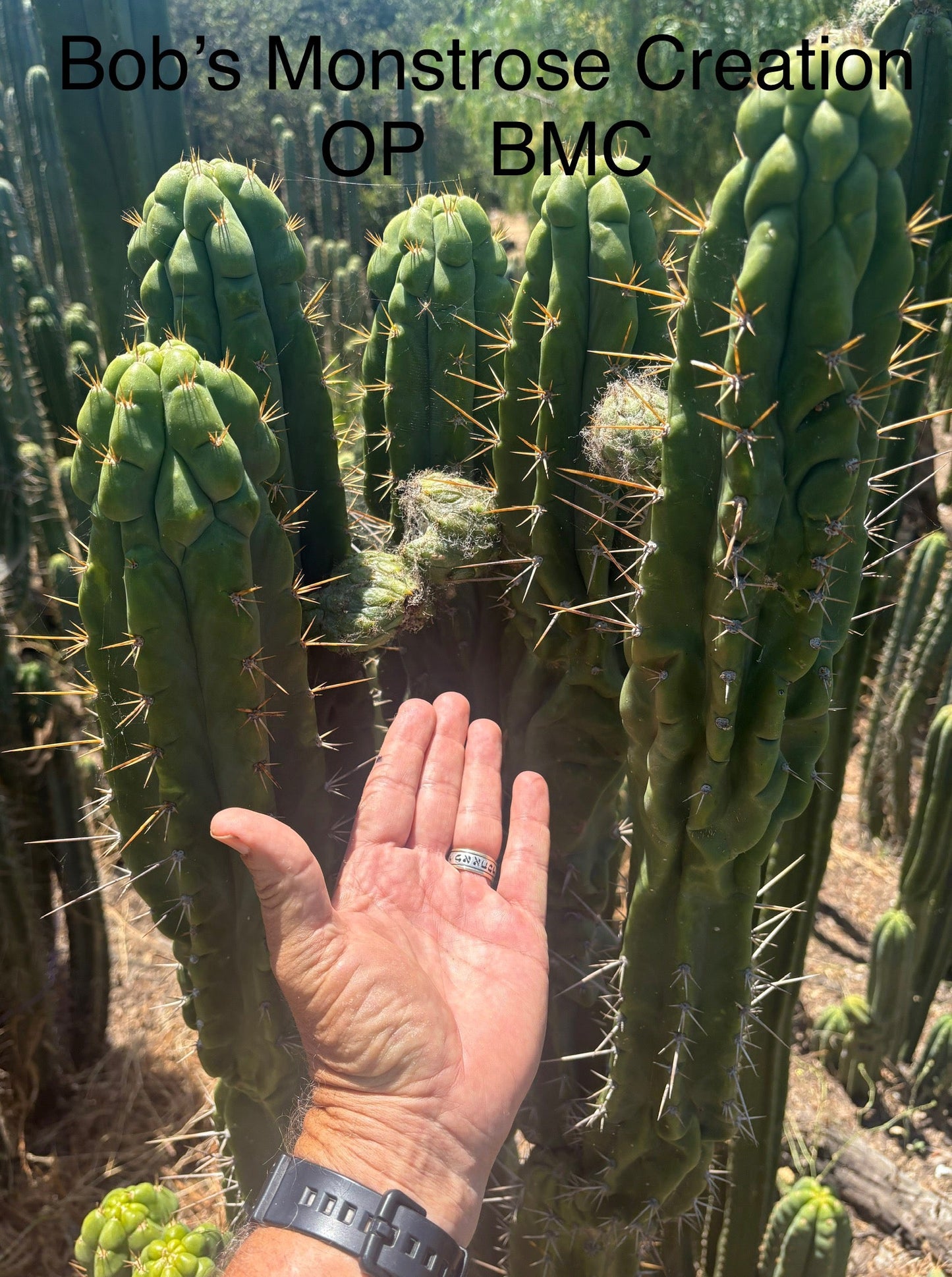 Trichocereus San Pedro Cactus Seeds Pachanoi, Peruvianus, Bridgesii, Scopulicola, Hybrid seed For Sale