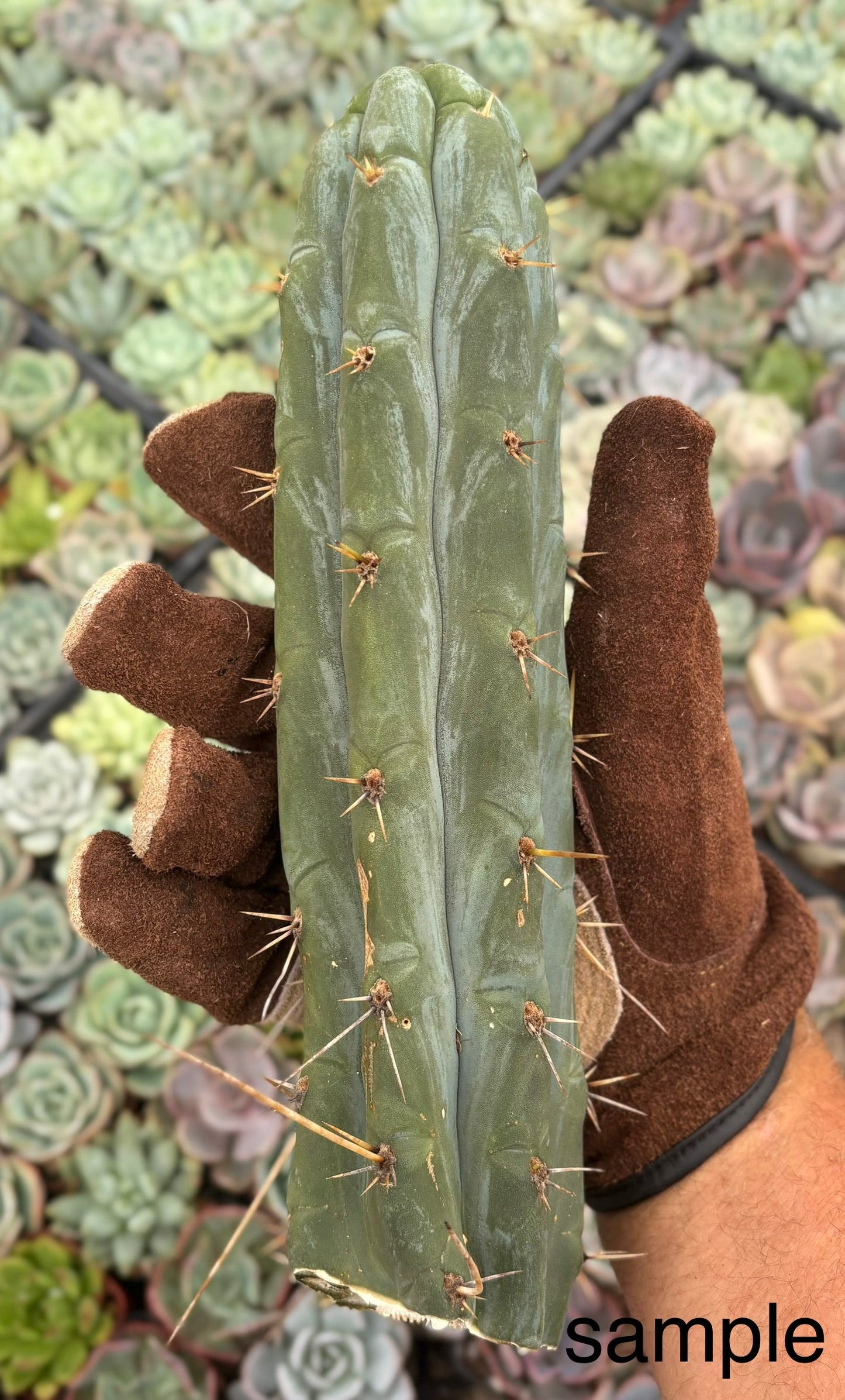 Trichocereus San Pedro Cactus Seeds Pachanoi, Peruvianus, Bridgesii, Scopulicola, Hybrid seed For Sale