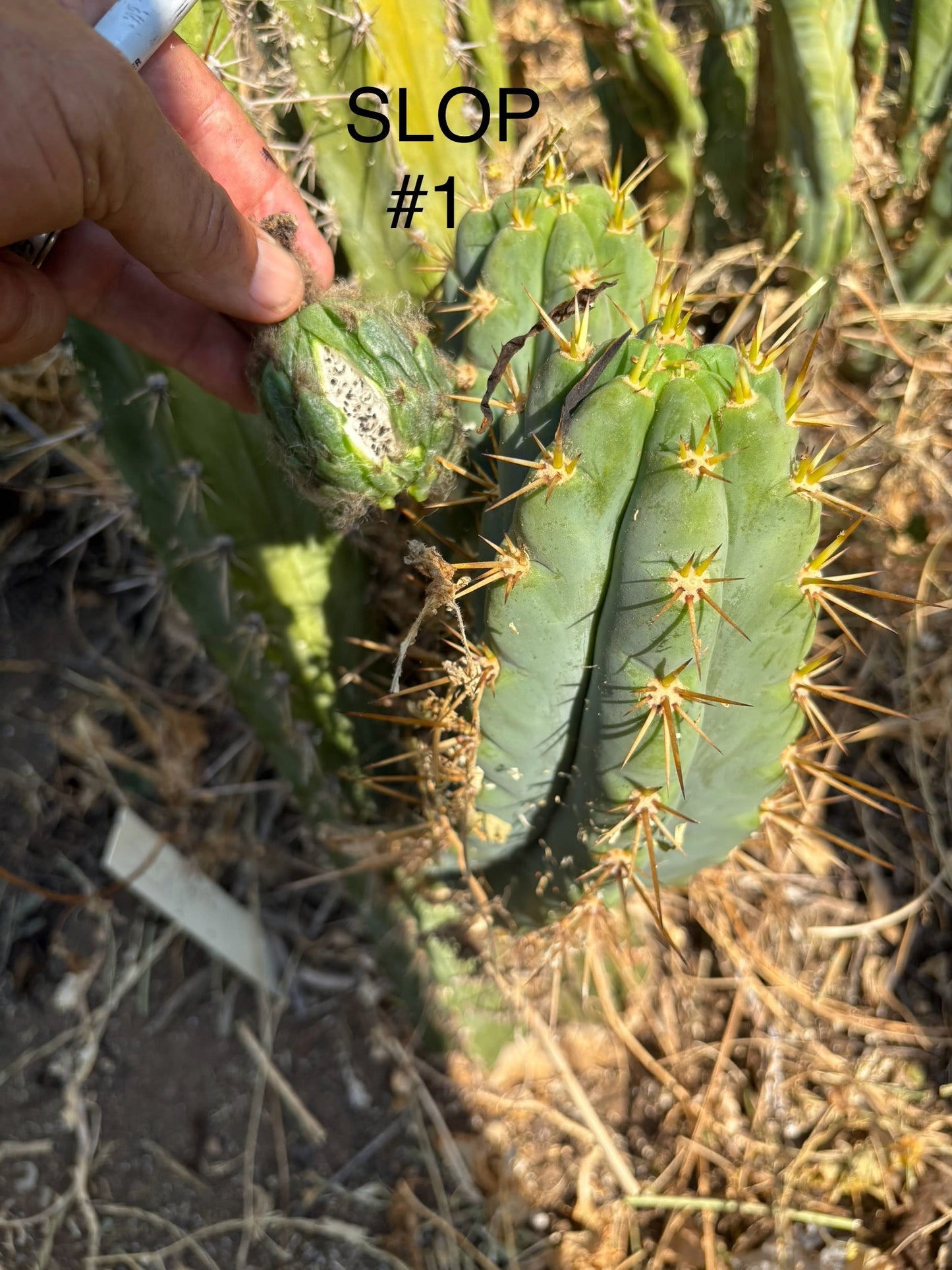 Trichocereus San Pedro Cactus Seeds Pachanoi, Peruvianus, Bridgesii, Scopulicola, Hybrid seed For Sale