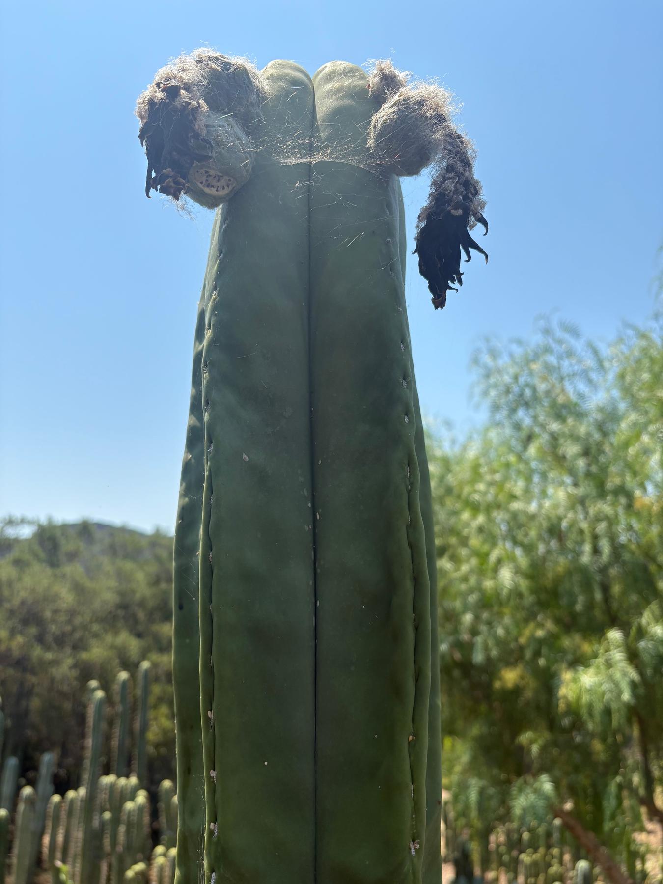 Trichocereus San Pedro Cactus Seeds Pachanoi, Peruvianus, Bridgesii, Scopulicola, Hybrid seed For Sale