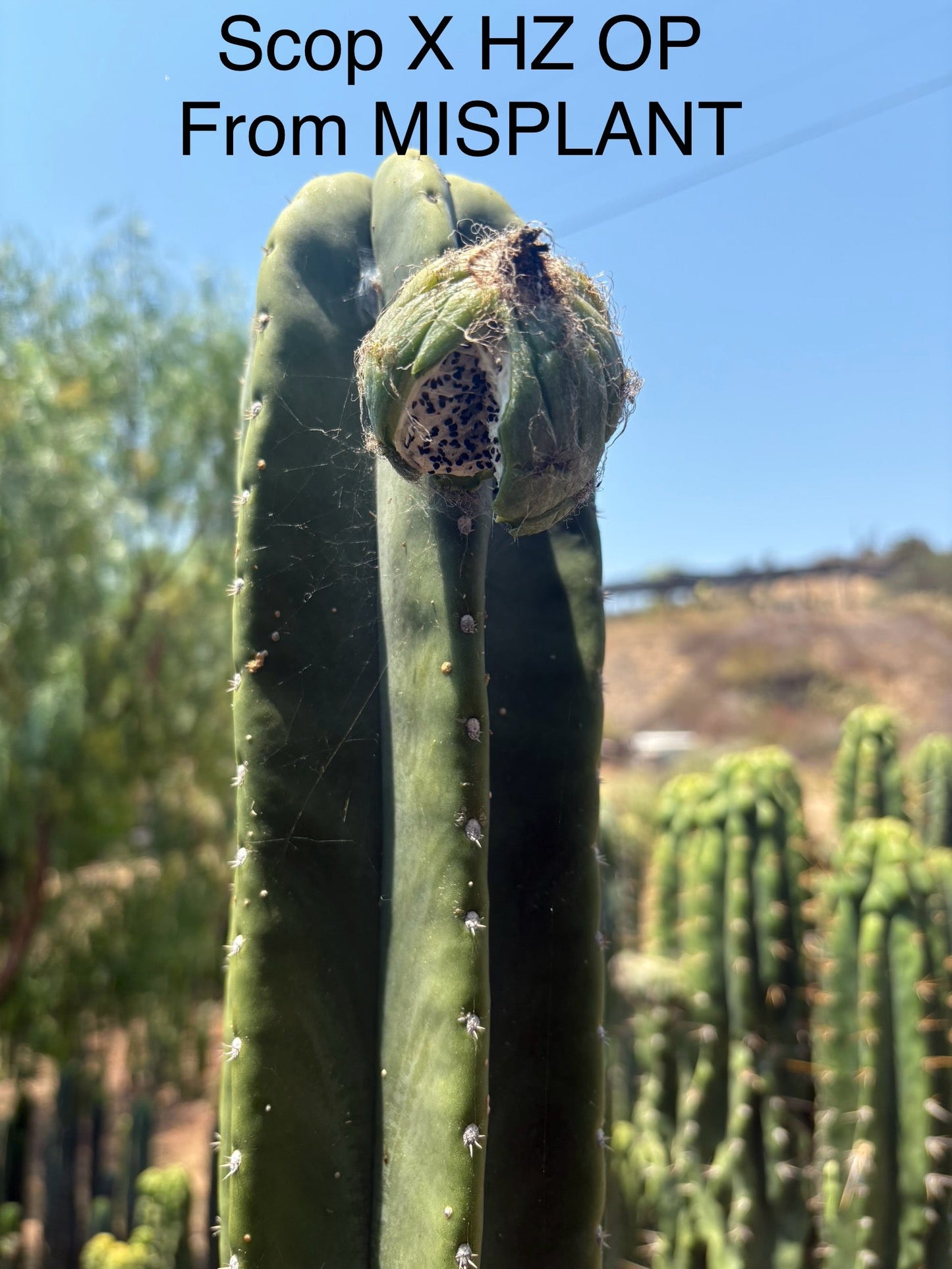 Trichocereus San Pedro Cactus Seeds Pachanoi, Peruvianus, Bridgesii, Scopulicola, Hybrid seed For Sale