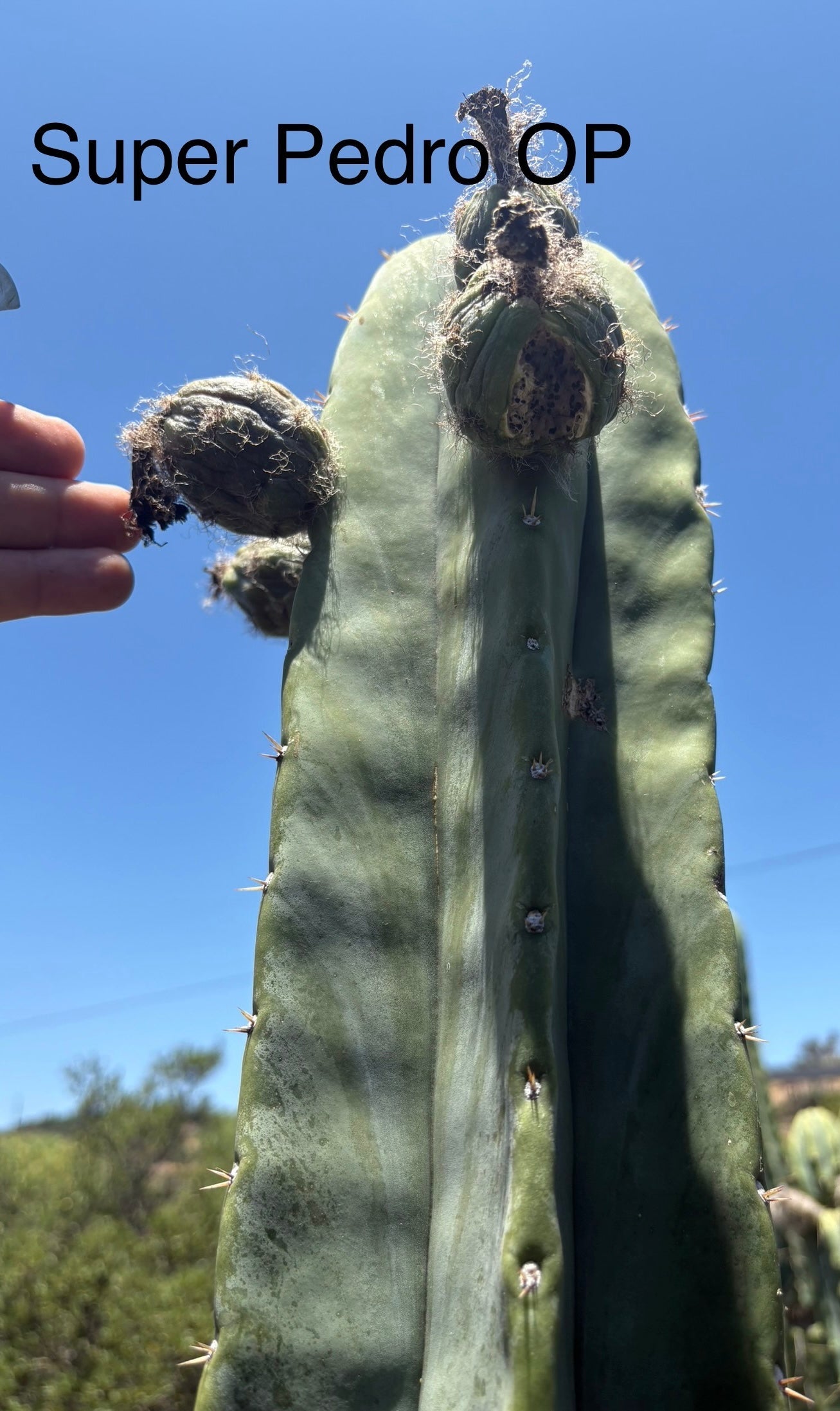 Trichocereus San Pedro Cactus Seeds Pachanoi, Peruvianus, Bridgesii, Scopulicola, Hybrid seed For Sale