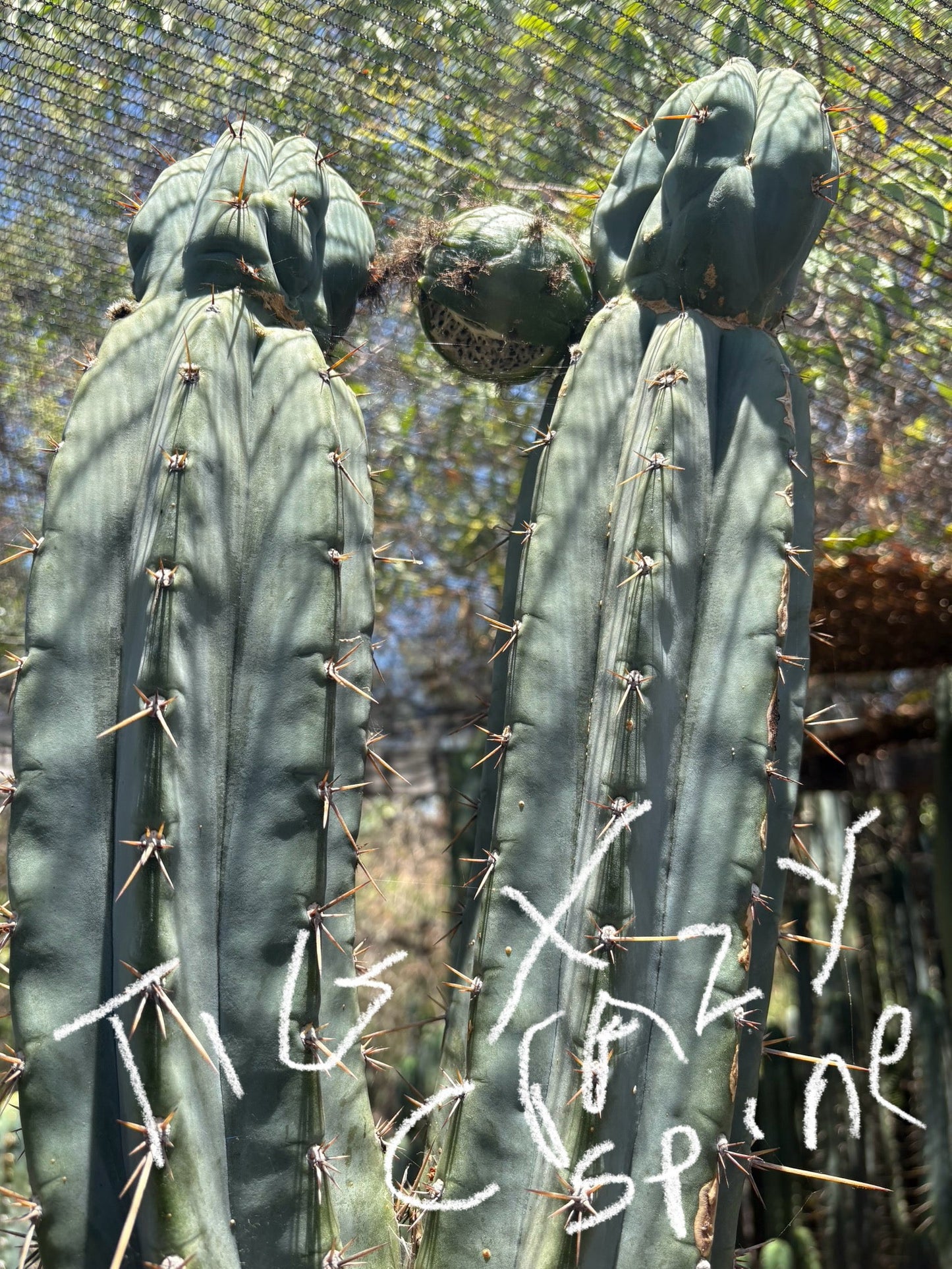 Trichocereus San Pedro Cactus Seeds Pachanoi, Peruvianus, Bridgesii, Scopulicola, Hybrid seed For Sale