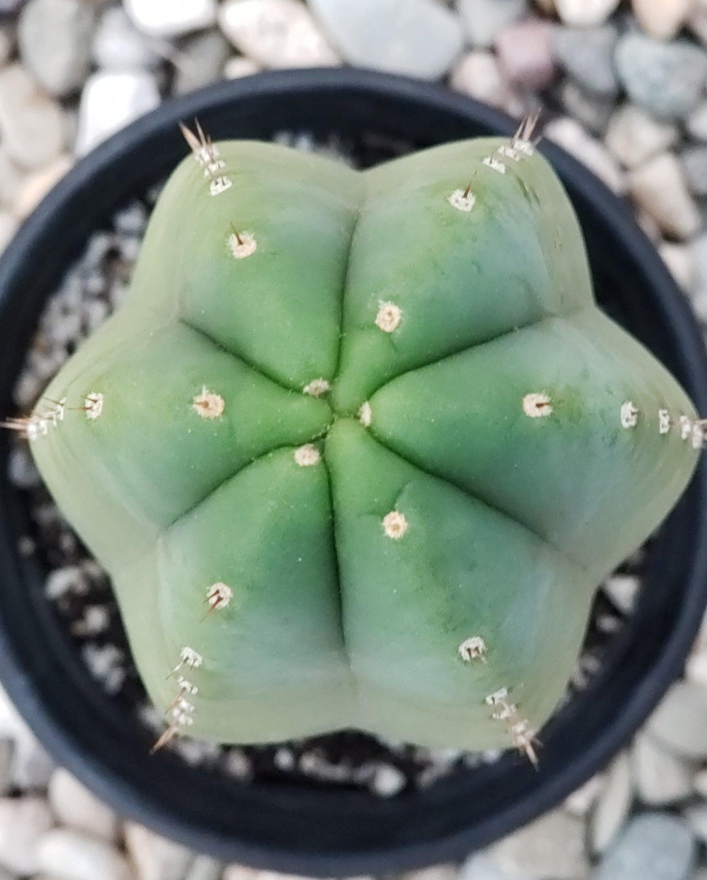 Trichocereus San Pedro Cactus Seeds Pachanoi, Peruvianus, Bridgesii, Scopulicola, Hybrid seed For Sale