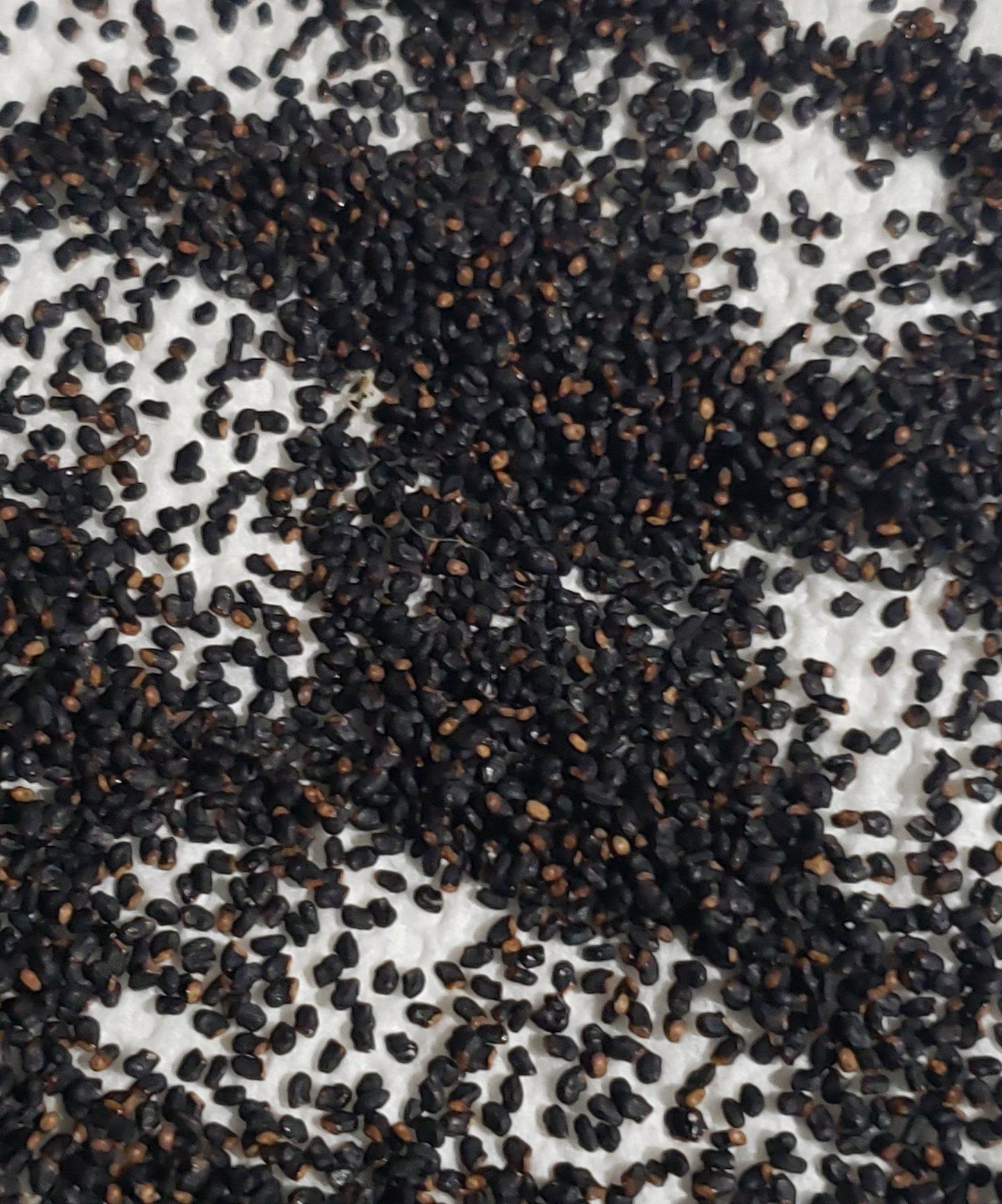 Trichocereus San Pedro Cactus Seeds Pachanoi, Peruvianus, Bridgesii, Scopulicola, Hybrid seed For Sale