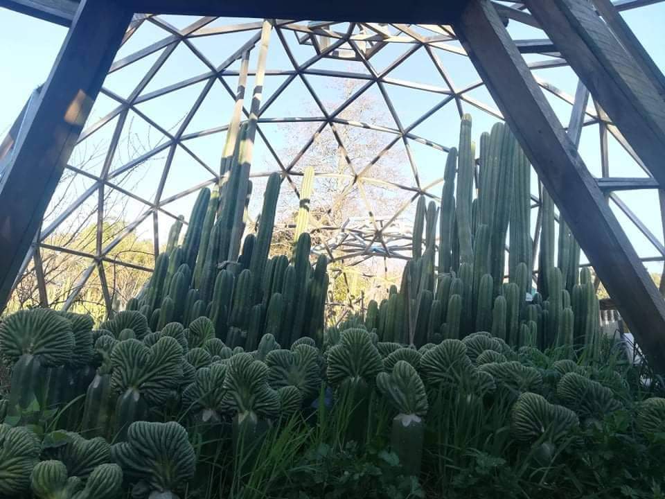 Trichocereus San Pedro Cactus Seeds Pachanoi, Peruvianus, Bridgesii, Scopulicola, Hybrid seed For Sale