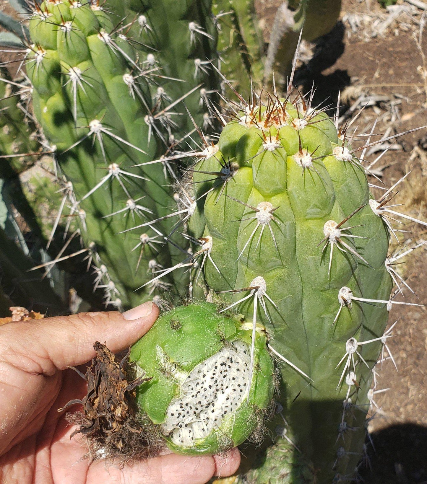 Trichocereus San Pedro Cactus Seeds Pachanoi, Peruvianus, Bridgesii, Scopulicola, Hybrid seed For Sale