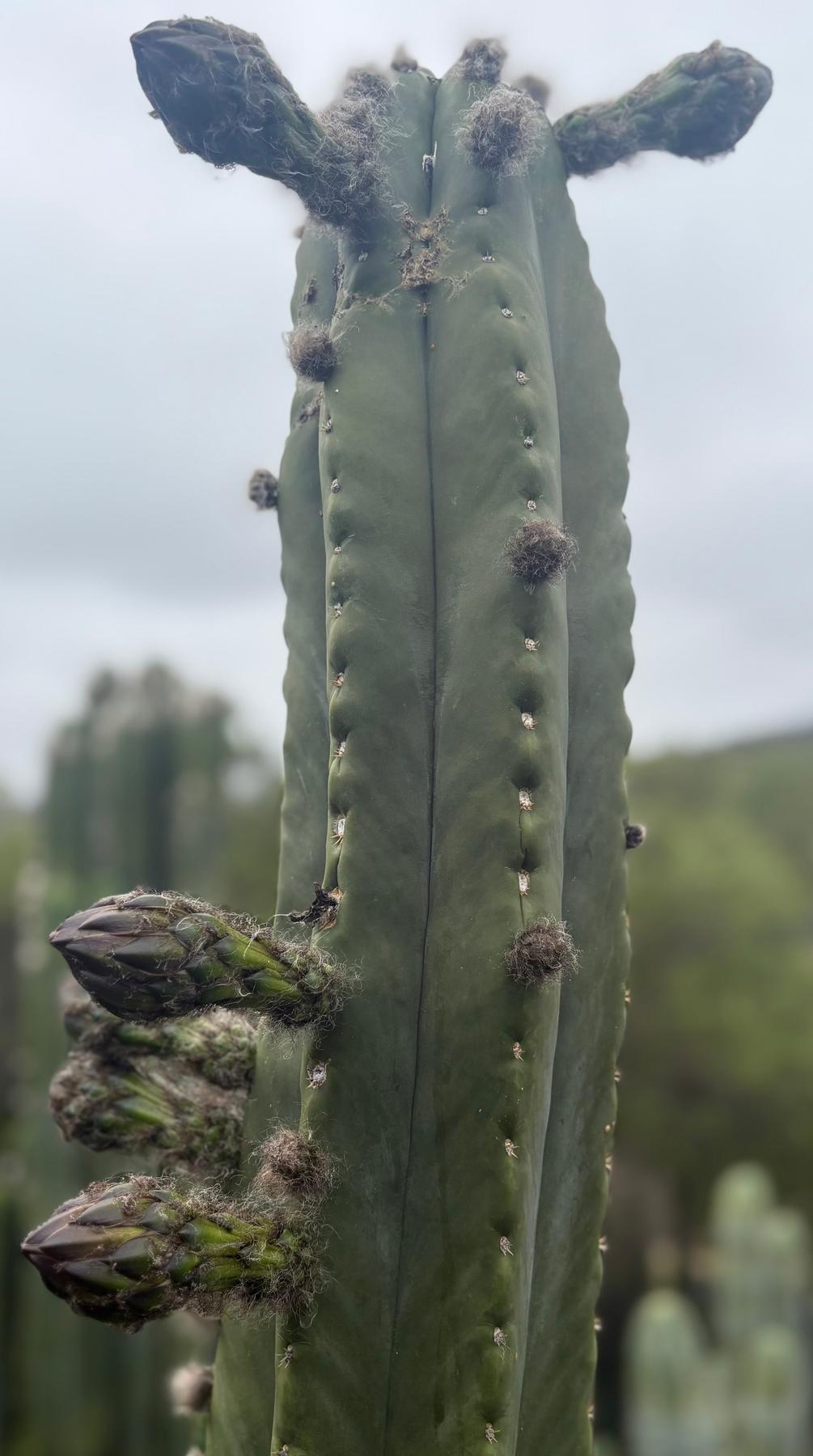 Trichocereus San Pedro Cactus Seeds Pachanoi, Peruvianus, Bridgesii, Scopulicola, Hybrid seed For Sale