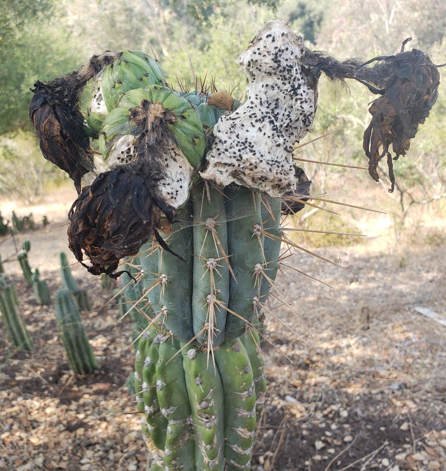 Trichocereus San Pedro Cactus Seeds Pachanoi, Peruvianus, Bridgesii, Scopulicola, Hybrid seed For Sale